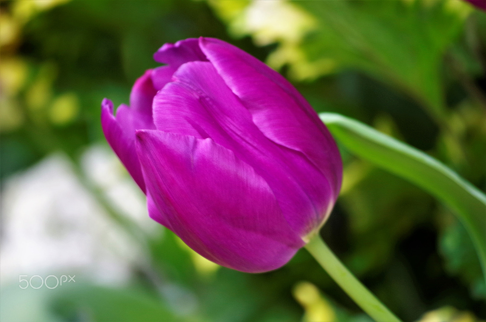 Pentax K-50 sample photo. Tulip photography