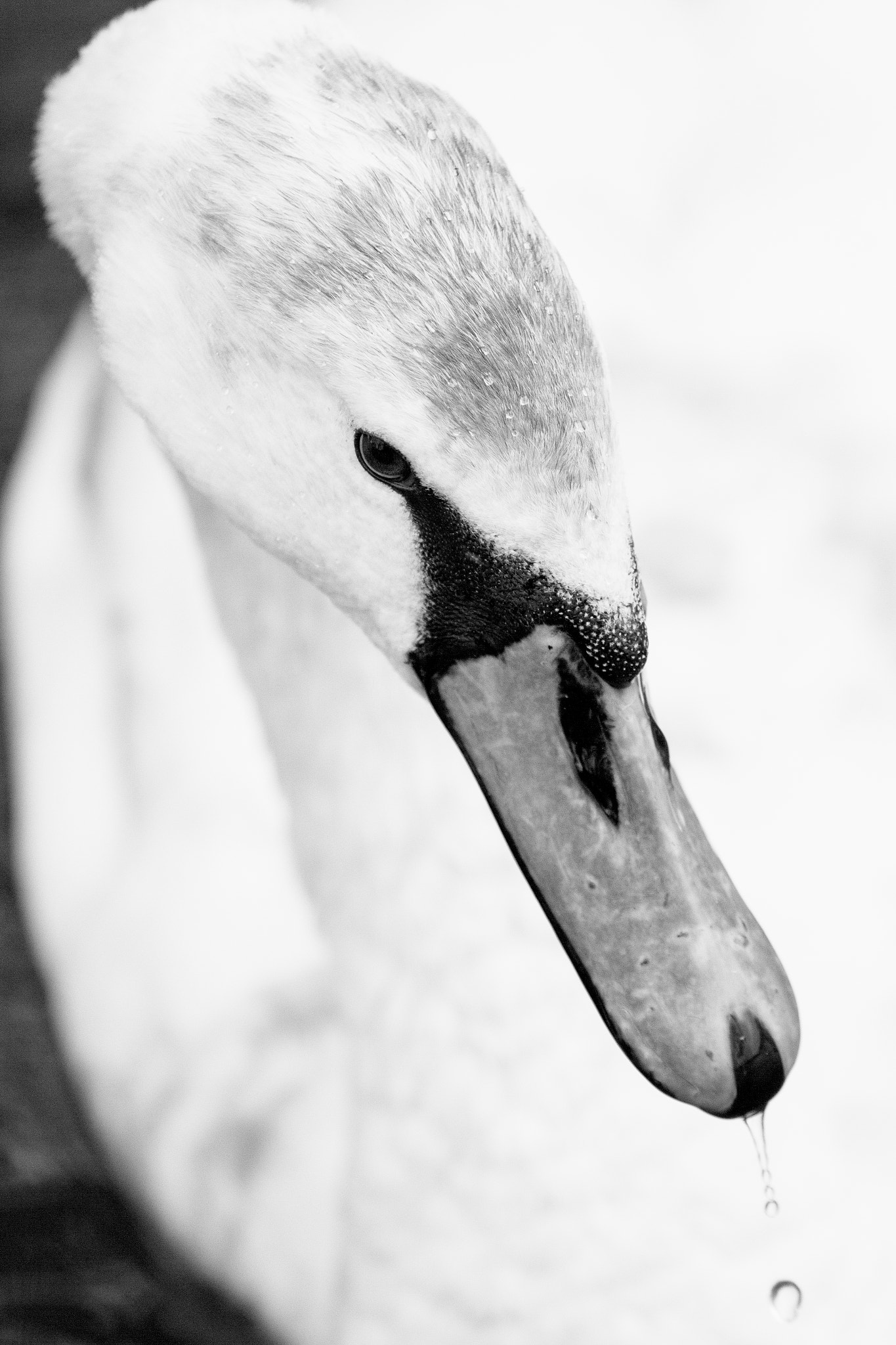 Canon EOS 7D + Canon EF 70-200mm F4L USM sample photo. Edit photography