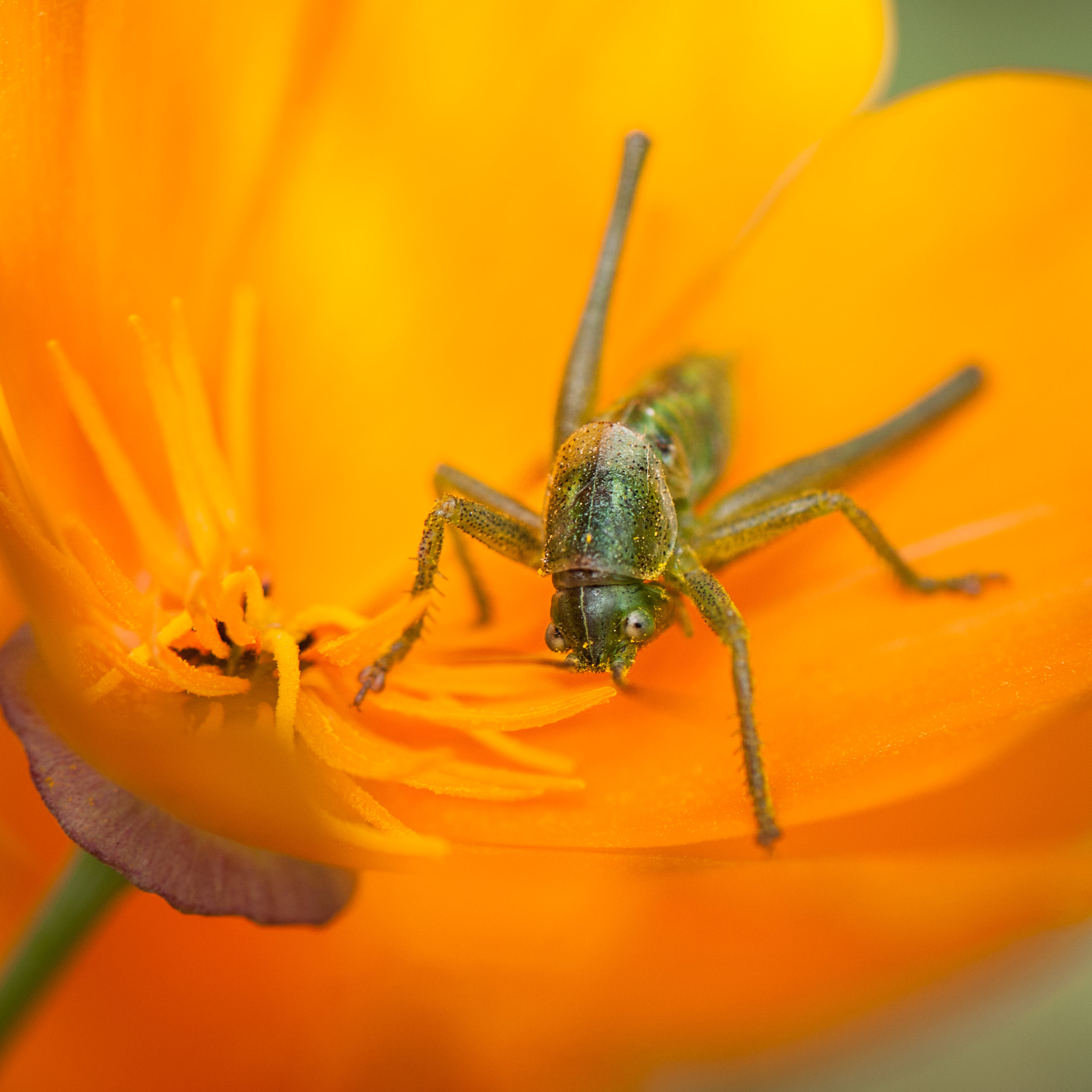 Nikon AF-S Micro-Nikkor 105mm F2.8G IF-ED VR sample photo. Locust in flower photography