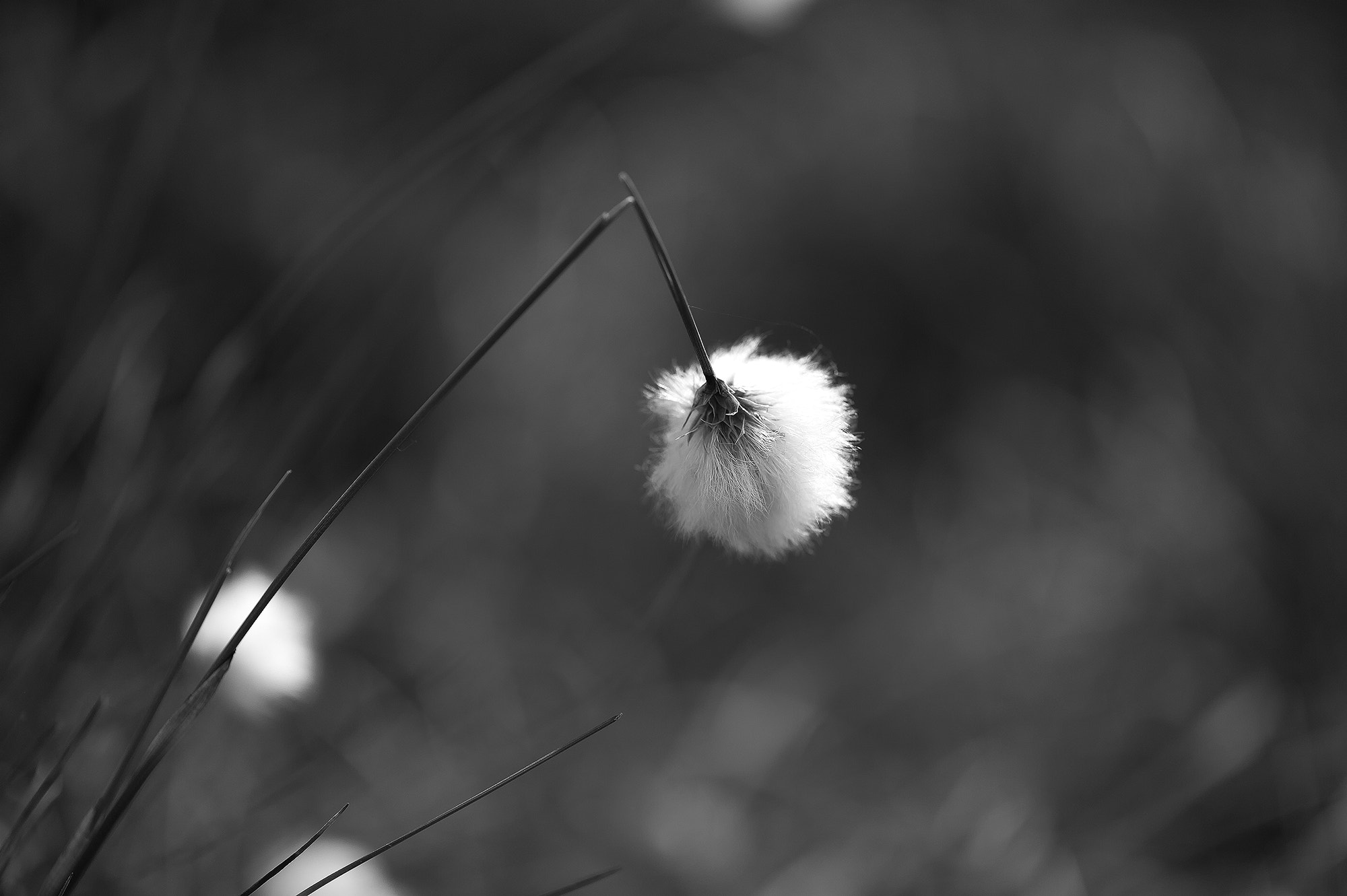 Nikon AF-S Micro-Nikkor 105mm F2.8G IF-ED VR sample photo. Broken beauty photography