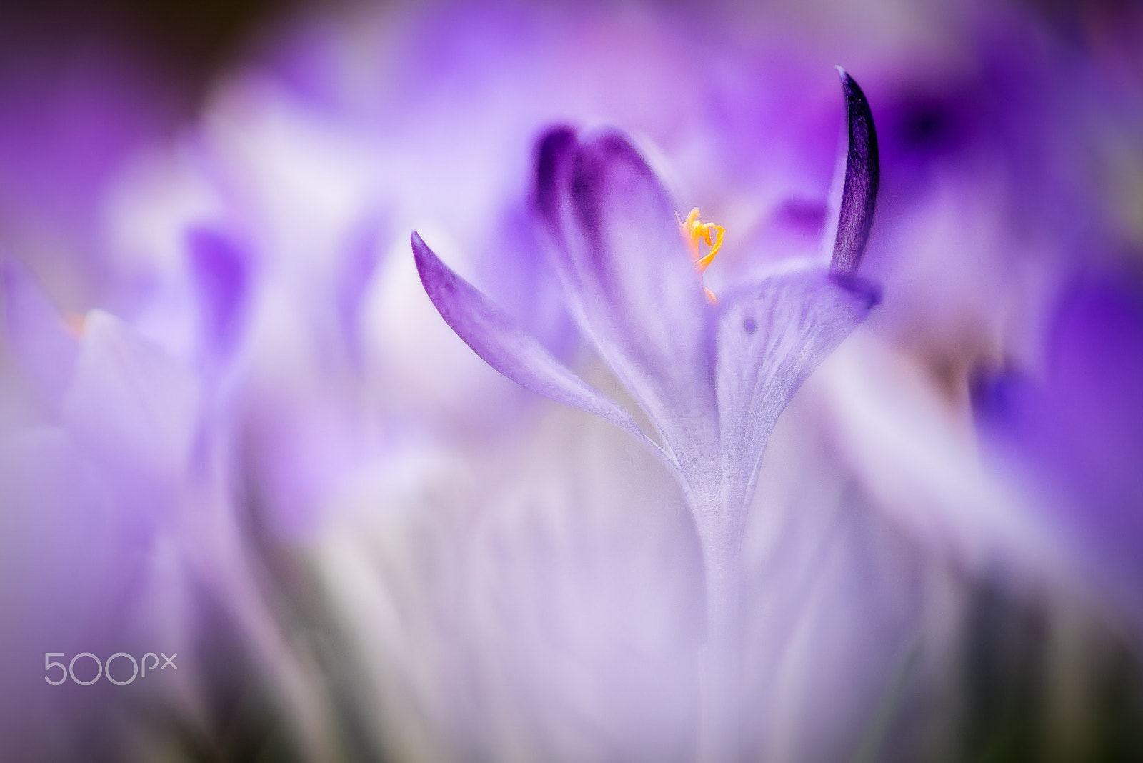 100mm F2 G sample photo. Crocus 2 photography