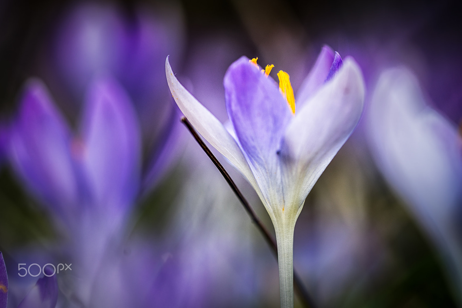 Sony a7R + 100mm F2 G sample photo. Crocus 1 photography