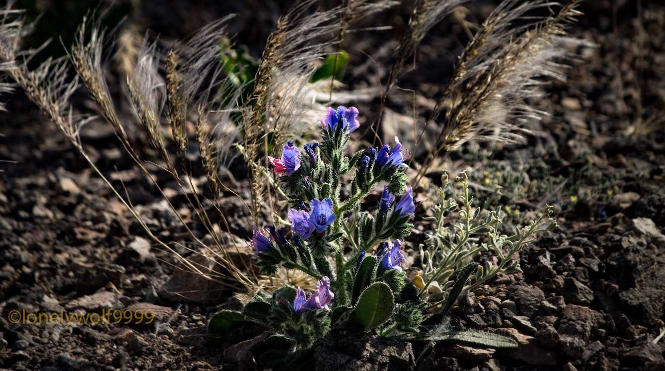 Sony a6000 + Tamron 18-270mm F3.5-6.3 Di II PZD sample photo. In the desert in the wind photography