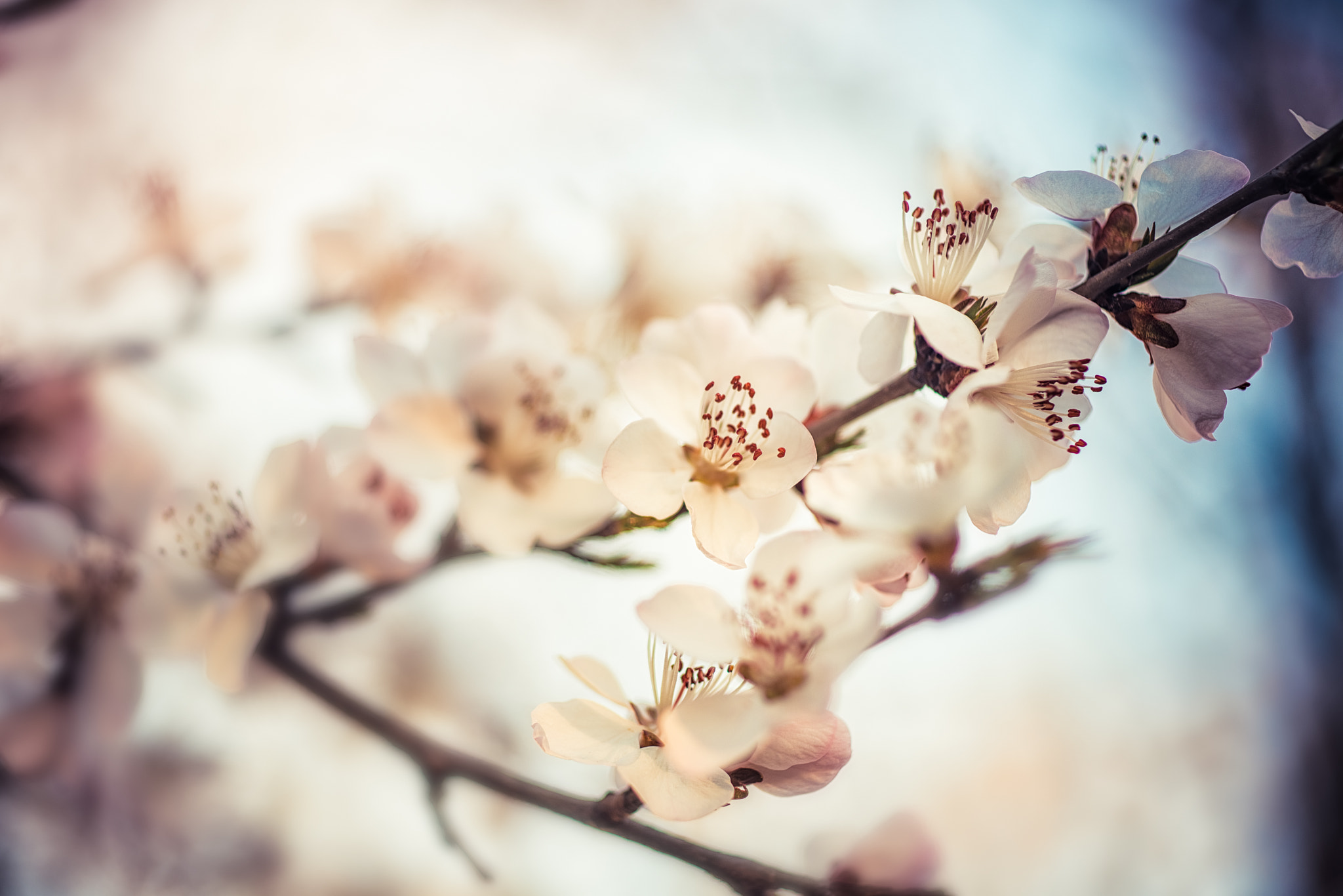 50mm F2 sample photo