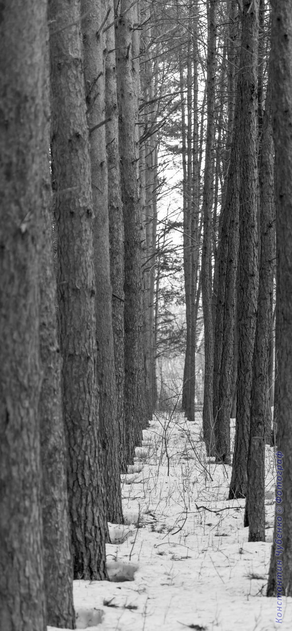 Sony 70-400mm F4-5.6 G SSM II sample photo. *** photography