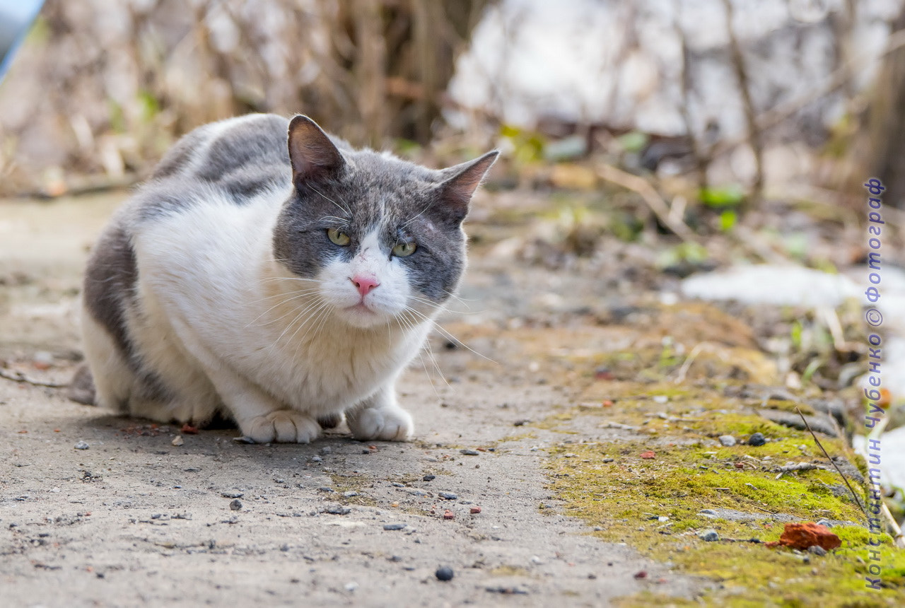 Sony 70-400mm F4-5.6 G SSM II sample photo. Dsc photography