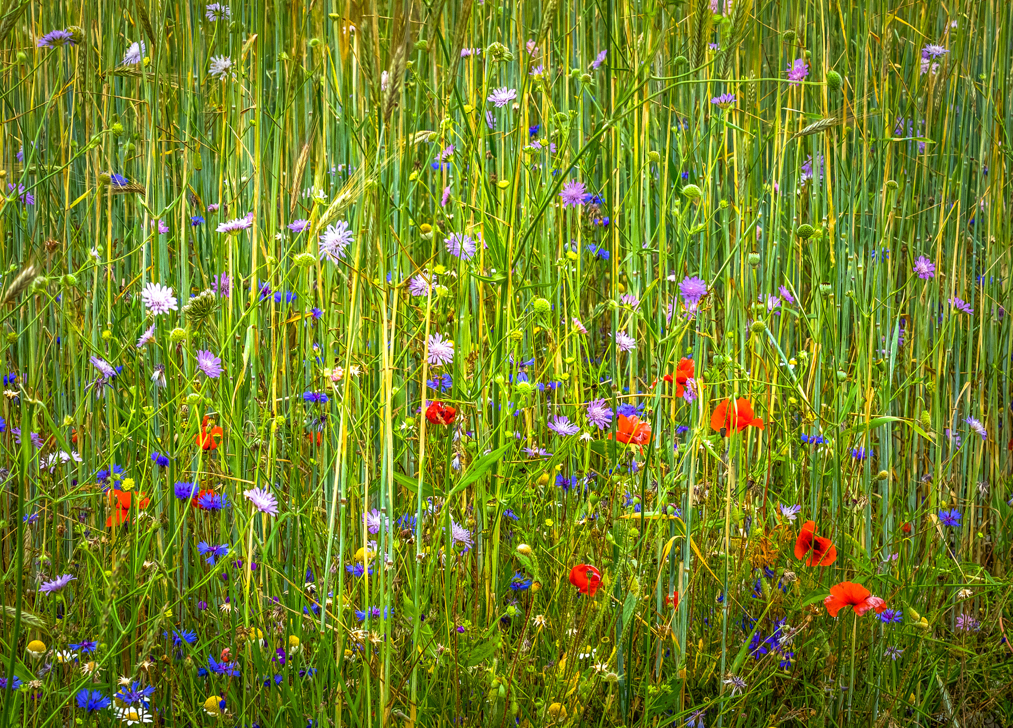 Olympus OM-D E-M1 sample photo. Flowers and grain photography