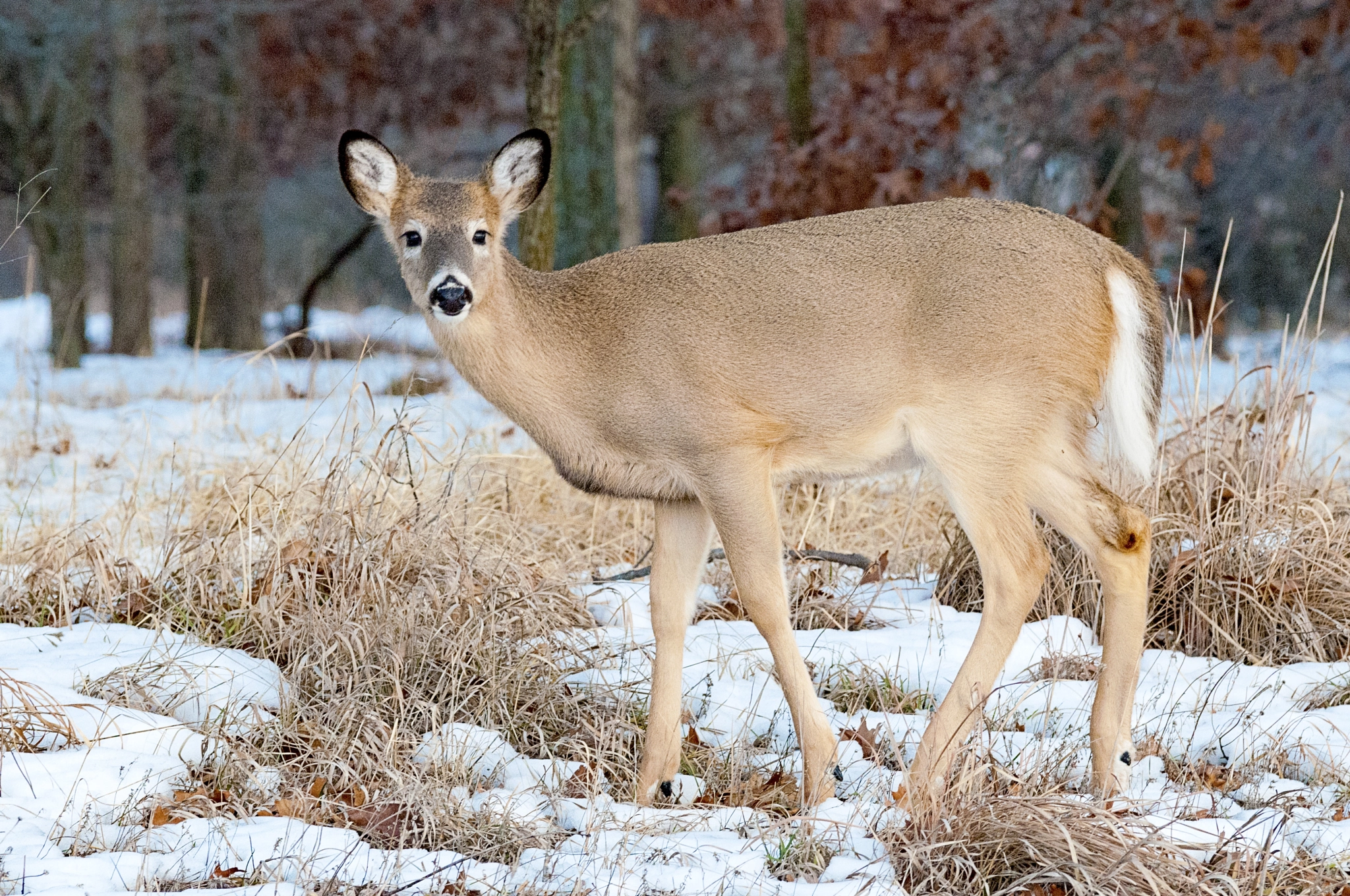 Nikon AF-S Nikkor 70-200mm F2.8G ED VR II sample photo. Deer photography
