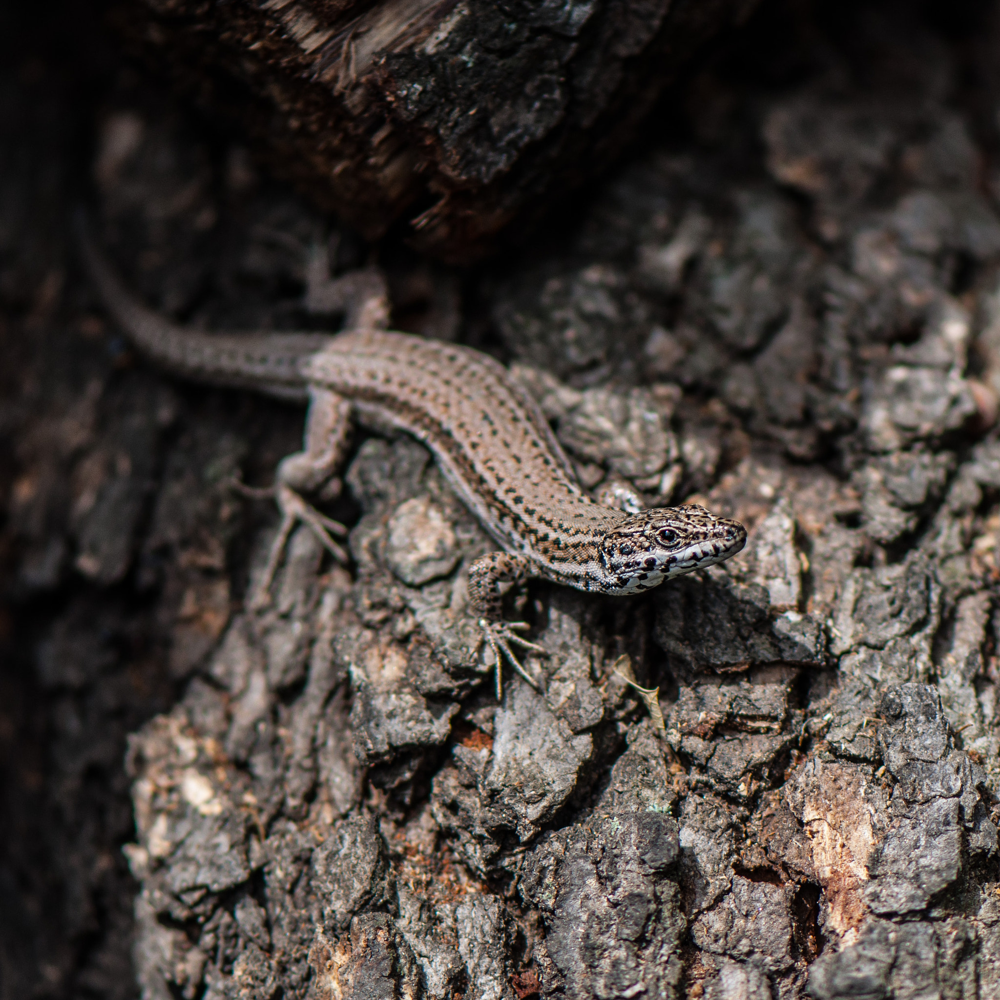 Nikon AF-S Micro-Nikkor 105mm F2.8G IF-ED VR sample photo. Leery lizard on wood (2) photography