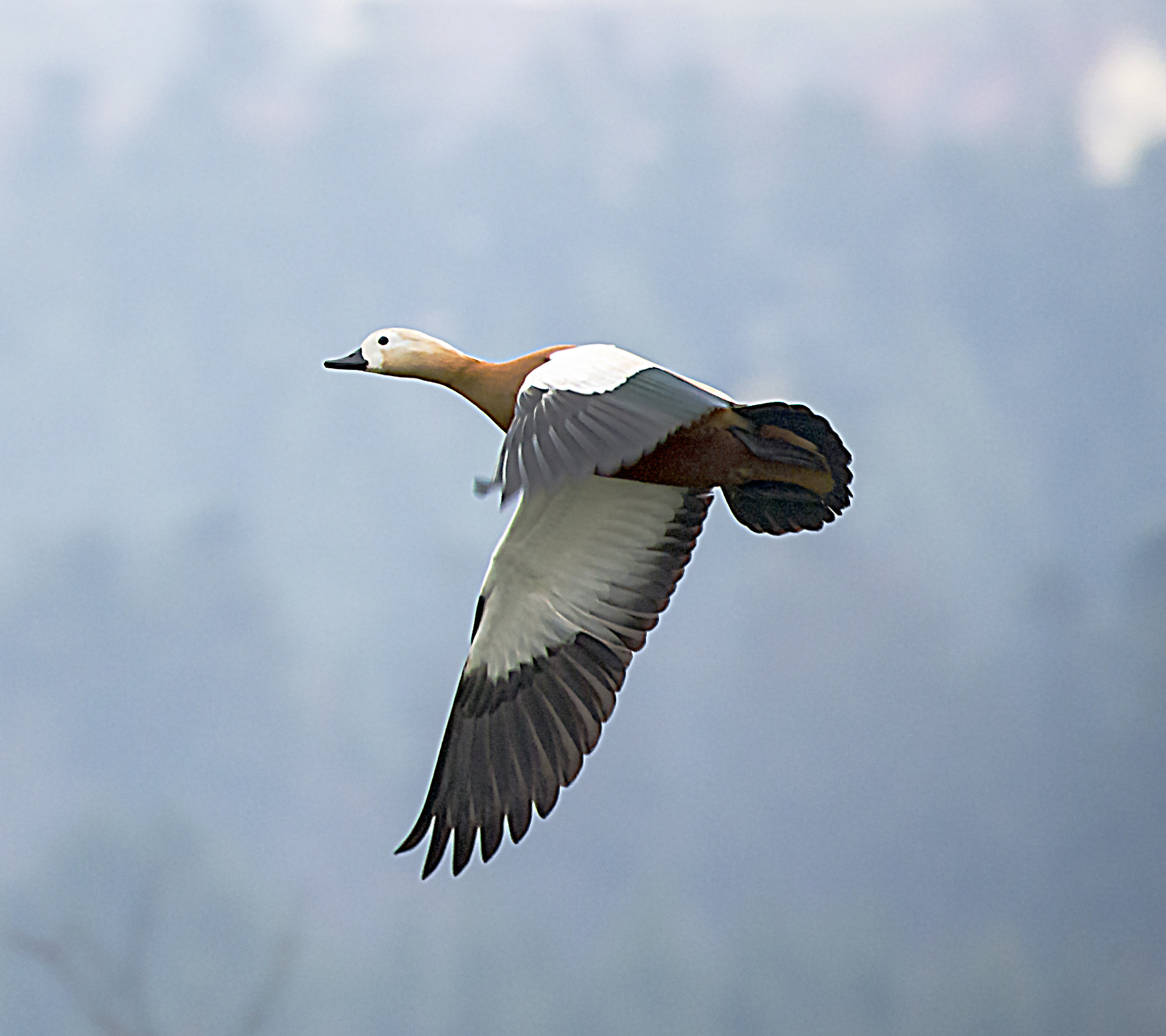 Sigma 50-500mm F4.5-6.3 DG OS HSM sample photo. Rust goose flying photography