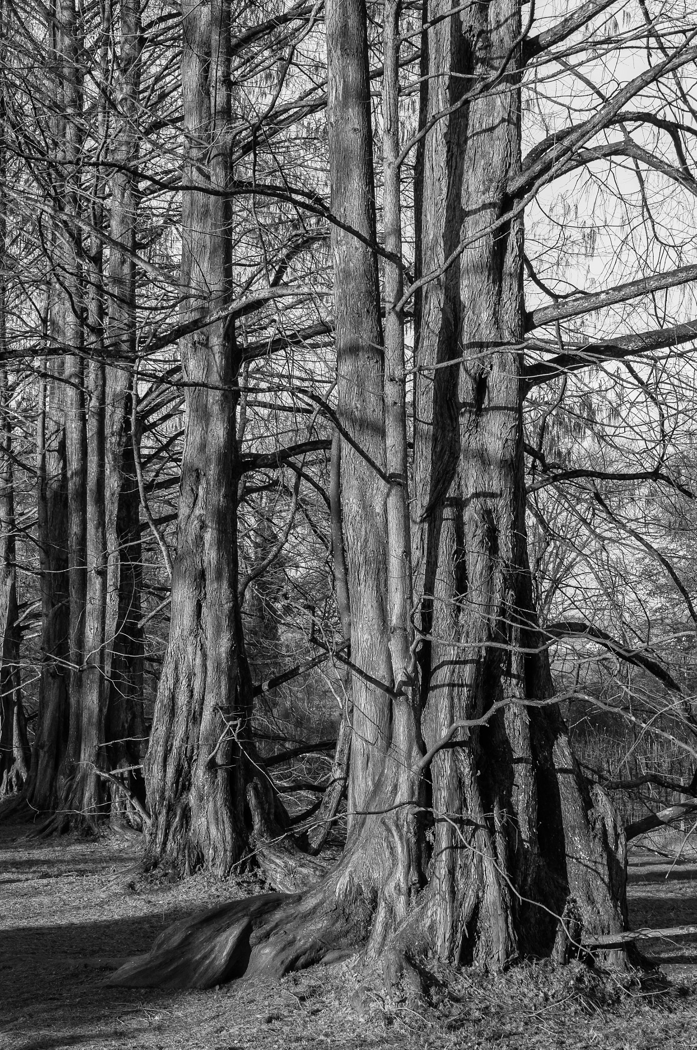 Sony Alpha NEX-6 sample photo. Redwood trees photography
