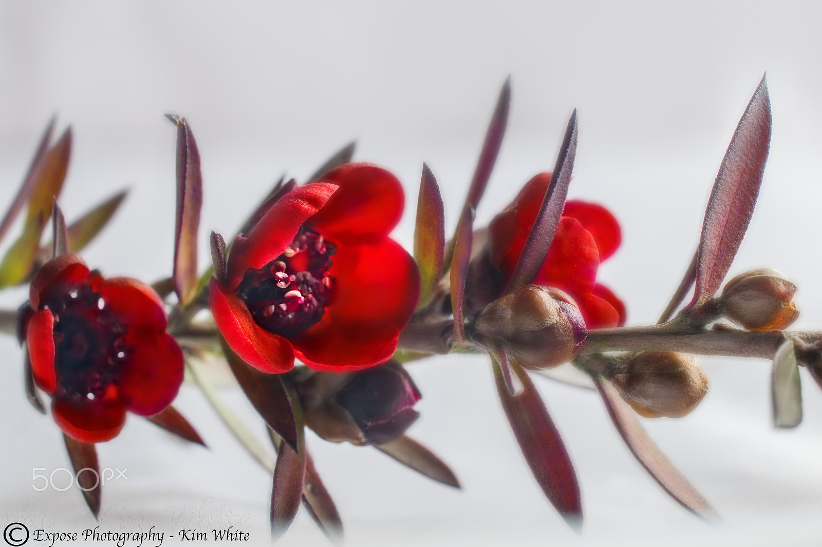Nikon AF-S DX Micro Nikkor 40mm F2.8 sample photo. First in flower photography