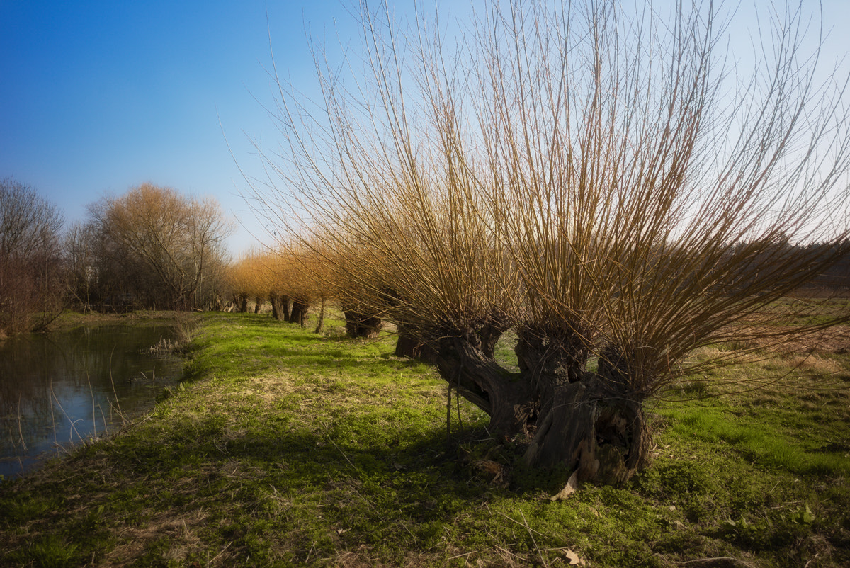 Elmarit-M 1:2.8/24 ASPH. sample photo. Awaiting spring photography