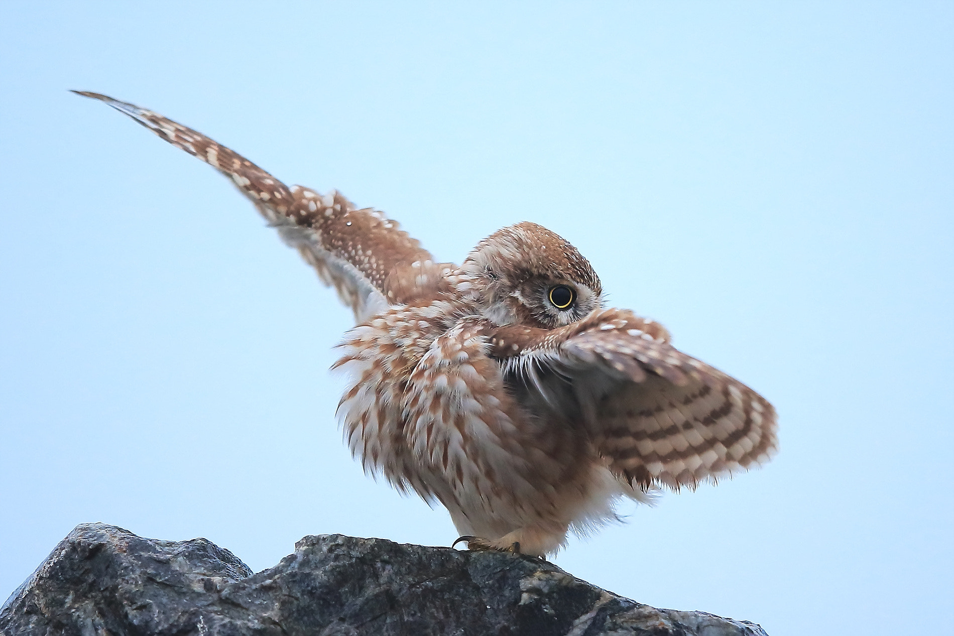 Canon EF 400mm F2.8L IS II USM sample photo. 금눈쇠올빼미 photography