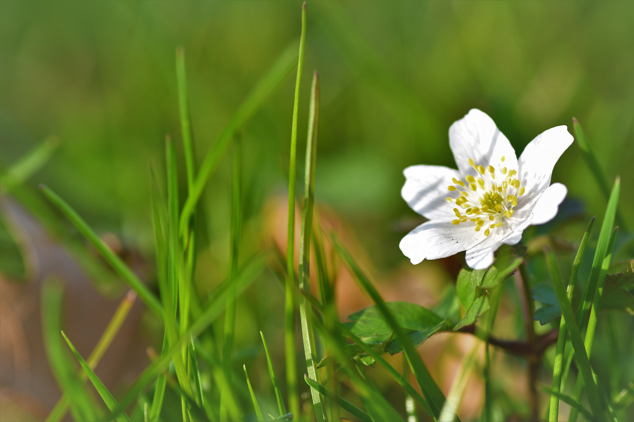 Nikon D500 sample photo. Le printemps arrive photography