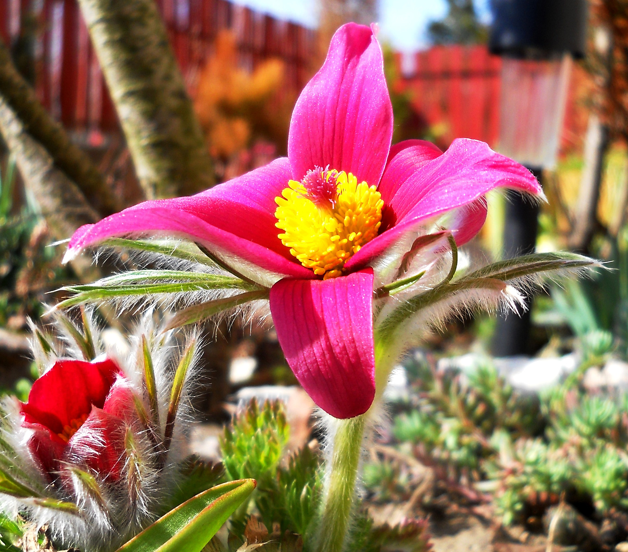 Nikon Coolpix L21 sample photo. The door to my garden in the pulsatilla vulgaris photography