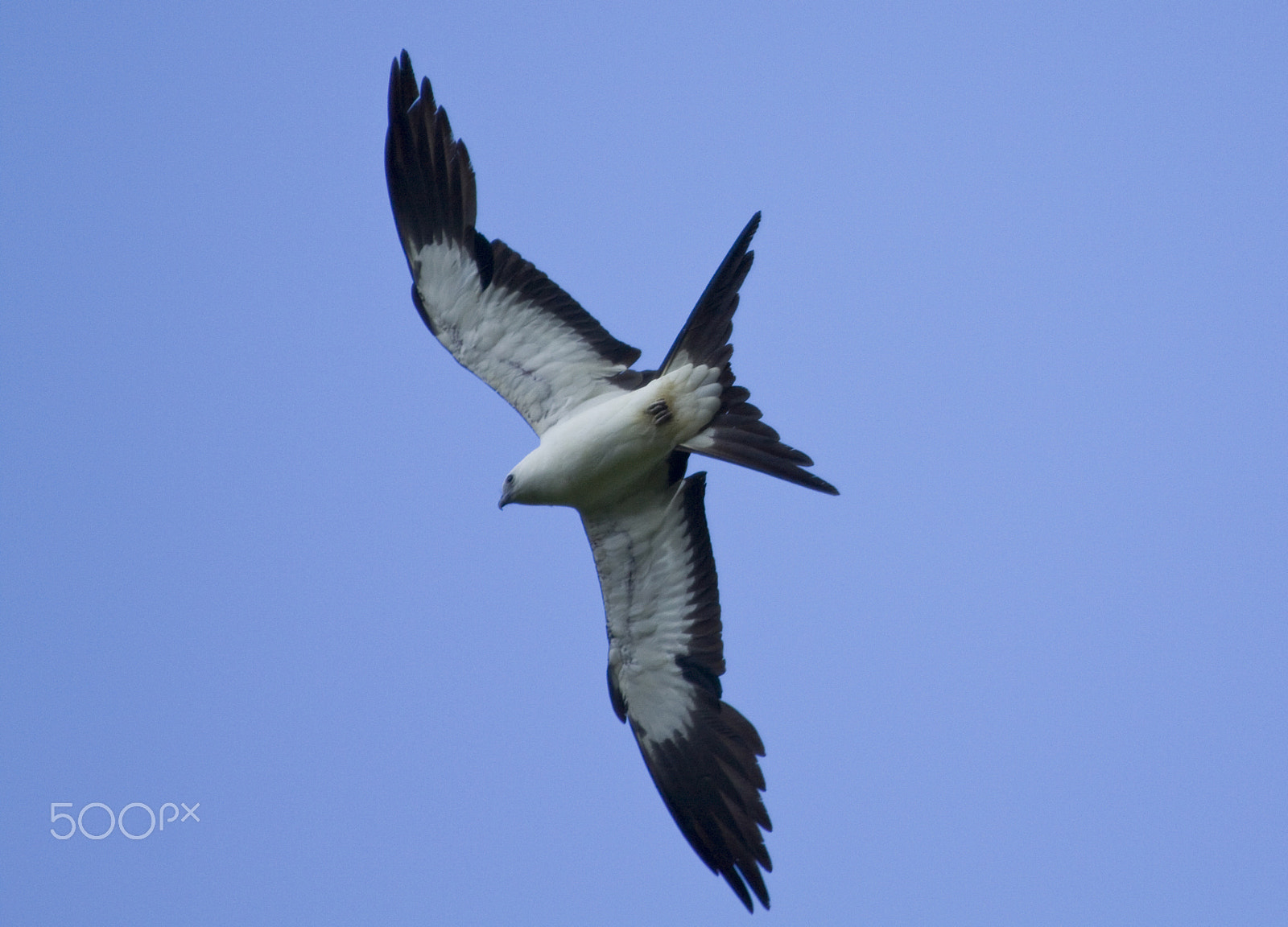 Canon EOS 50D + Canon EF 100-400mm F4.5-5.6L IS USM sample photo. Diving photography