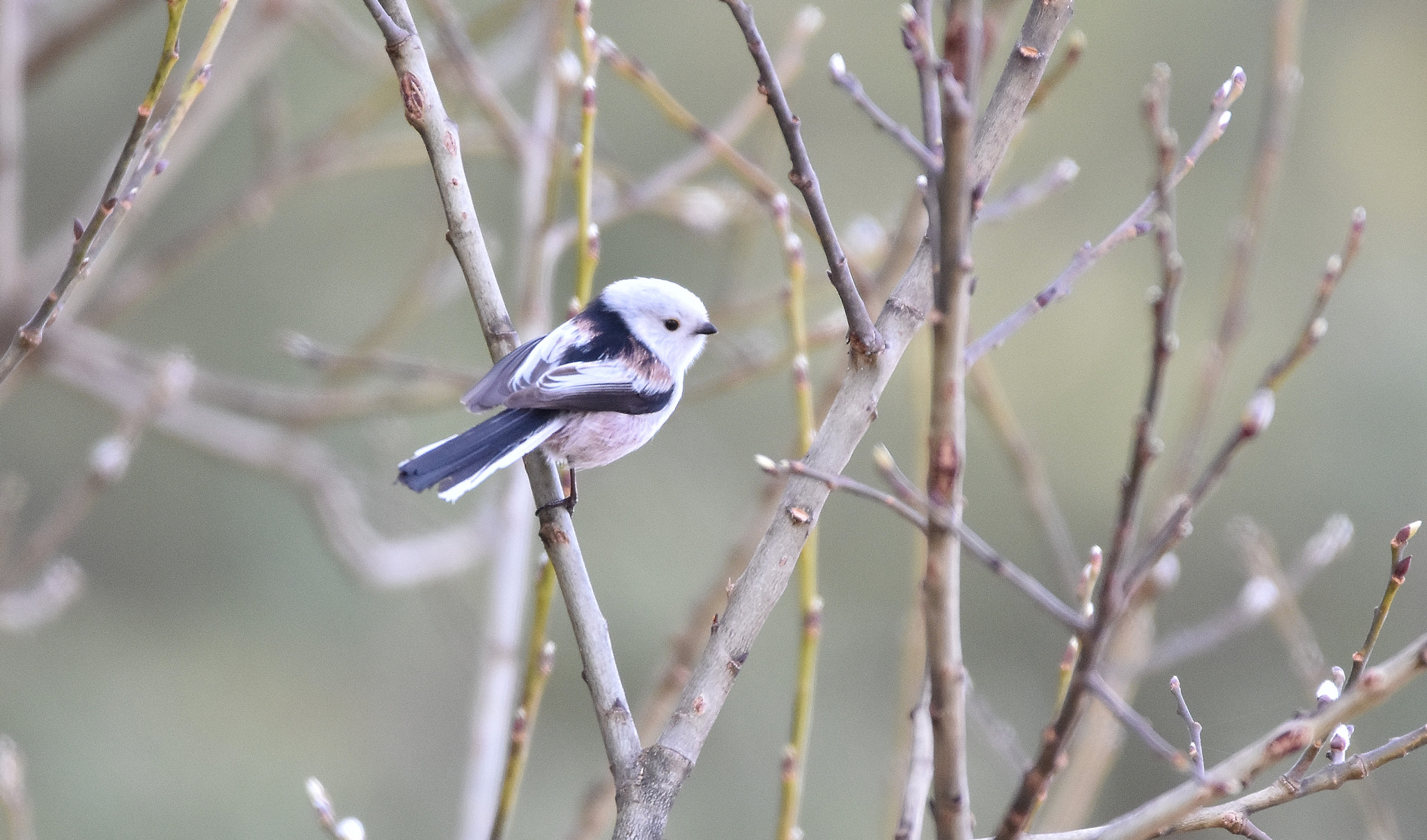 Nikon D7200 + Sigma 150-600mm F5-6.3 DG OS HSM | C sample photo. Long-tailed tit photography