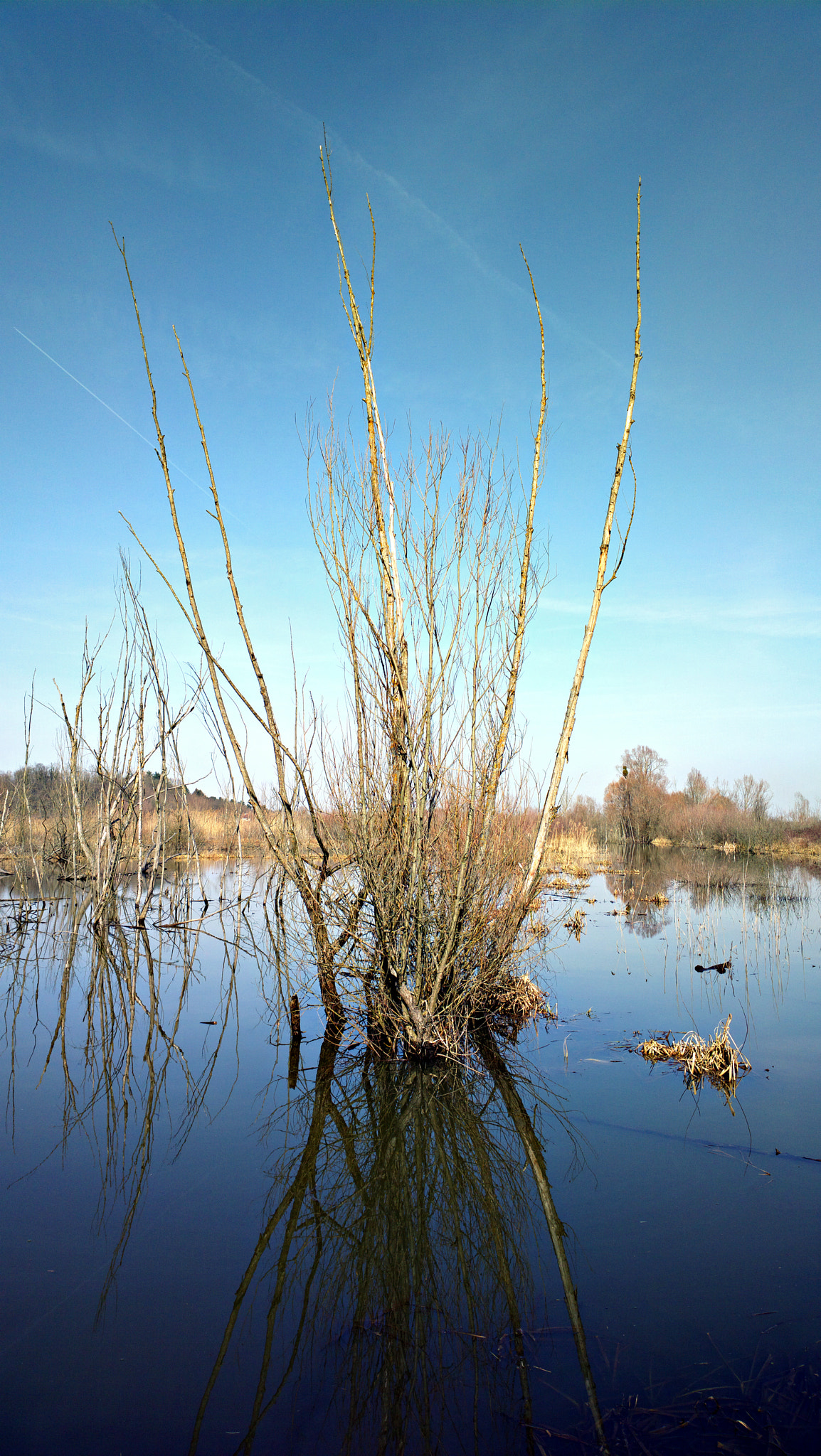 Nokia 808 PureView sample photo. Tree in the lake photography