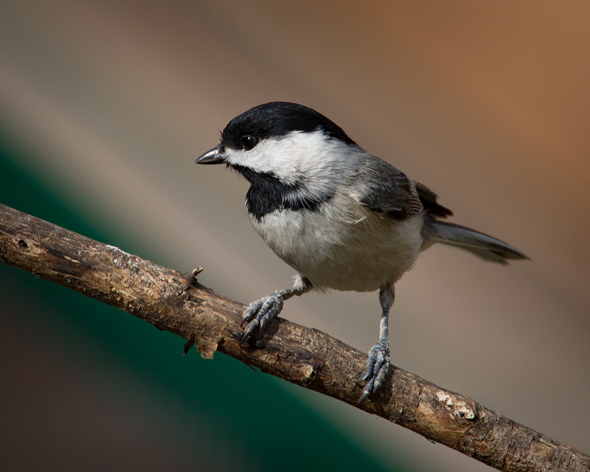 Nikon Nikkor AF-S 300mm F4E PF ED VR sample photo. Carolina chickadee photography