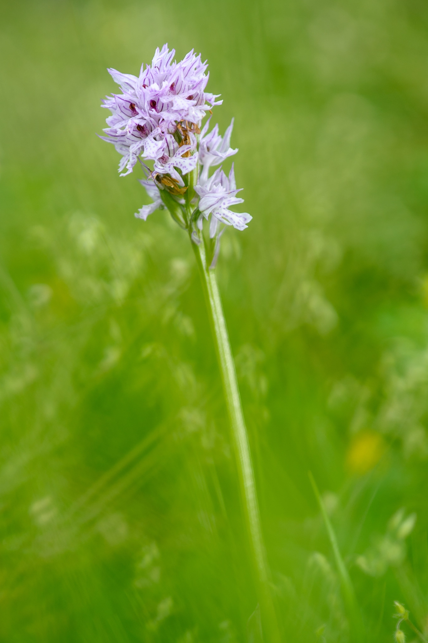 Nikon AF-S Micro-Nikkor 105mm F2.8G IF-ED VR sample photo. Three-toothed orchid photography