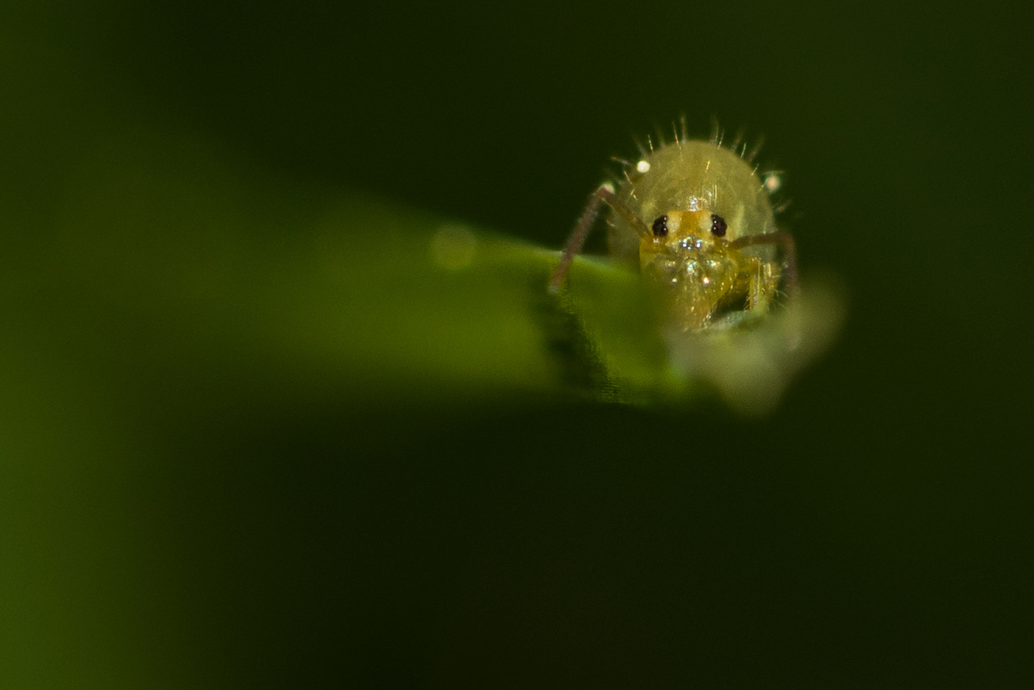 Nikon D810 + Nikon AF Micro-Nikkor 200mm F4D ED-IF sample photo. Hidden in the grass... photography