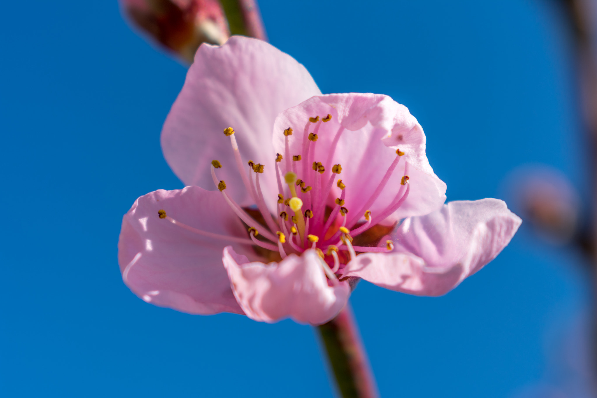 Nikon D3400 sample photo. It's almost spring photography