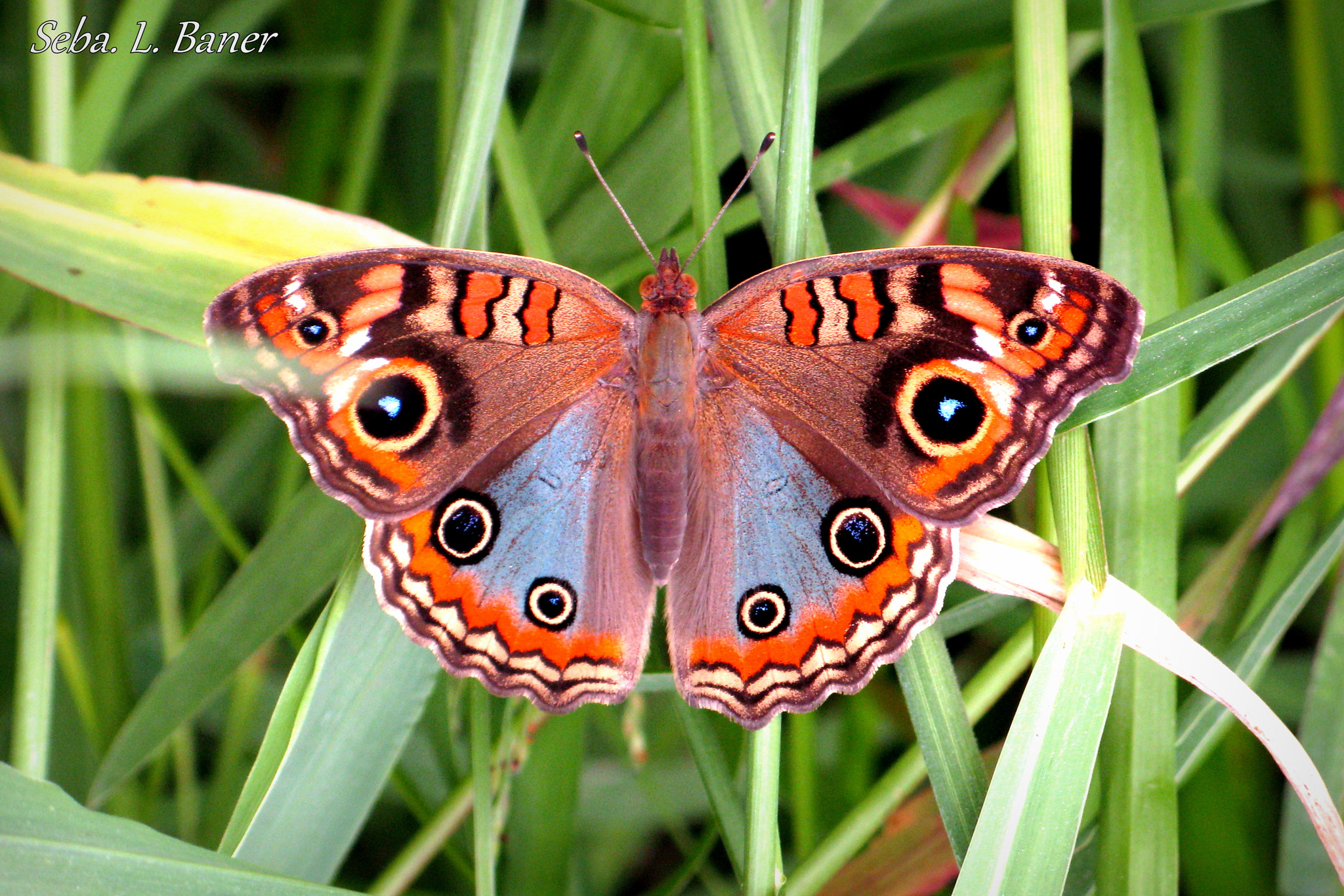 Canon POWERSHOT A650 IS sample photo. Butterflies are an art in themselves photography