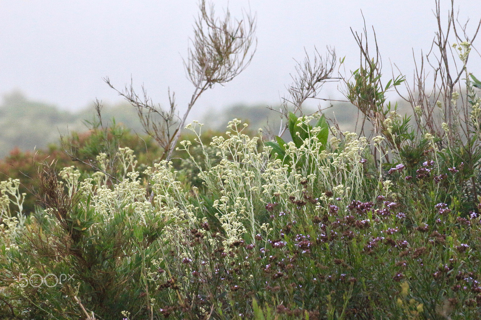 Canon EF 70-300mm F4-5.6 IS USM sample photo. Morning mist... photography