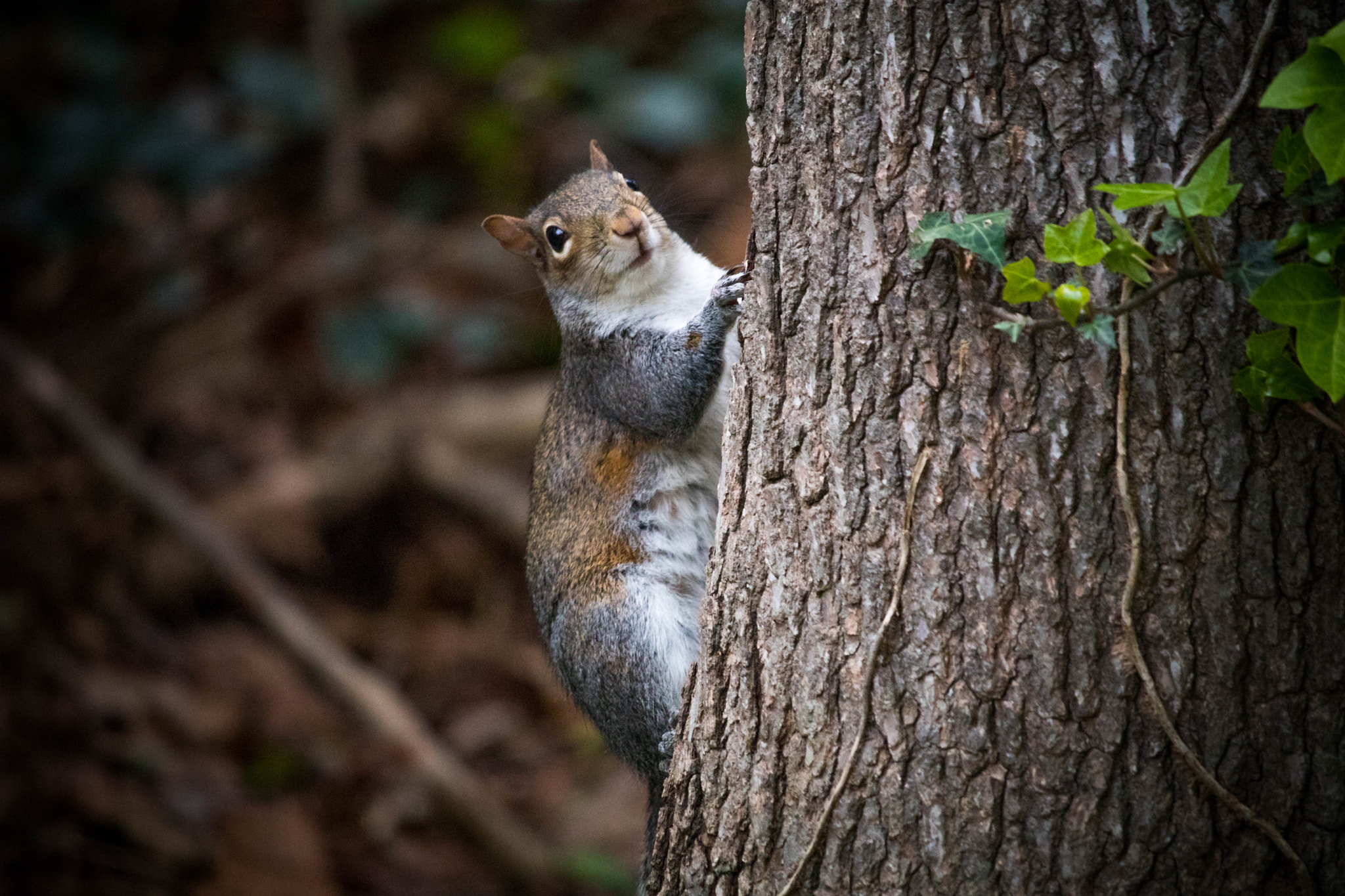 Canon EF-S 55-250mm F4-5.6 IS STM sample photo. Squirrel photography