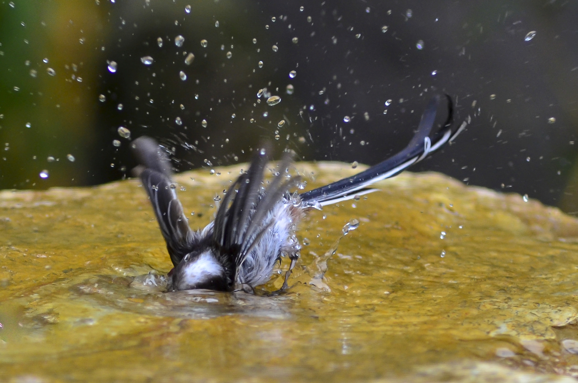 Nikon D7000 sample photo. Submerged photography