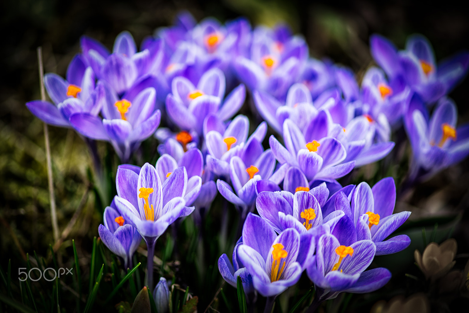 Sony a7R sample photo. Crocus 3 photography