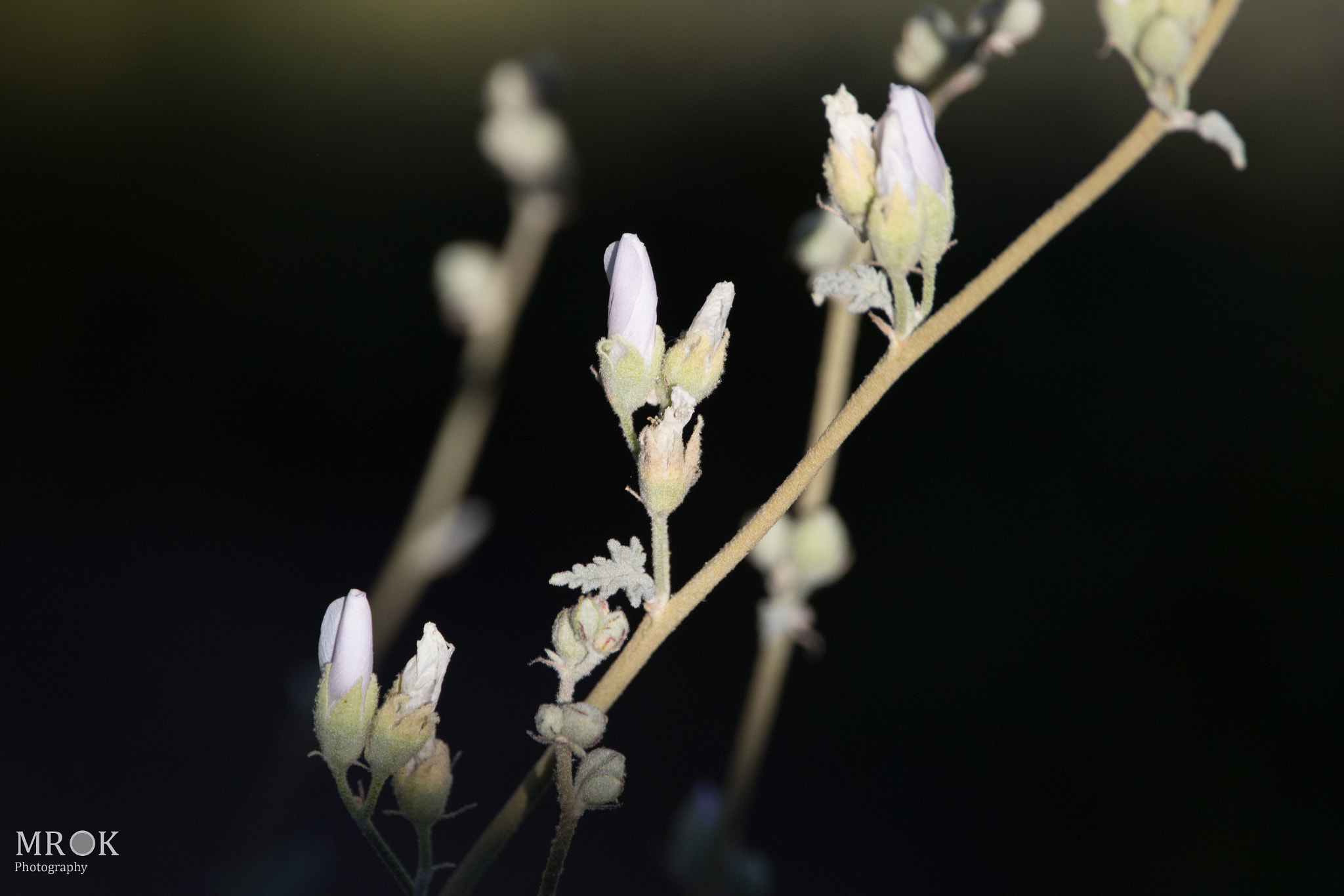 150-600mm F5-6.3 DG OS HSM | Contemporary 015 sample photo. Overthebackwall photography