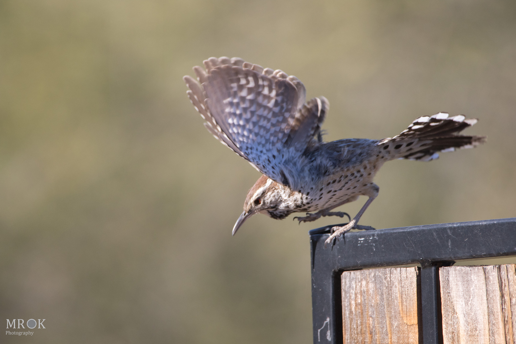 150-600mm F5-6.3 DG OS HSM | Contemporary 015 sample photo. Jump photography