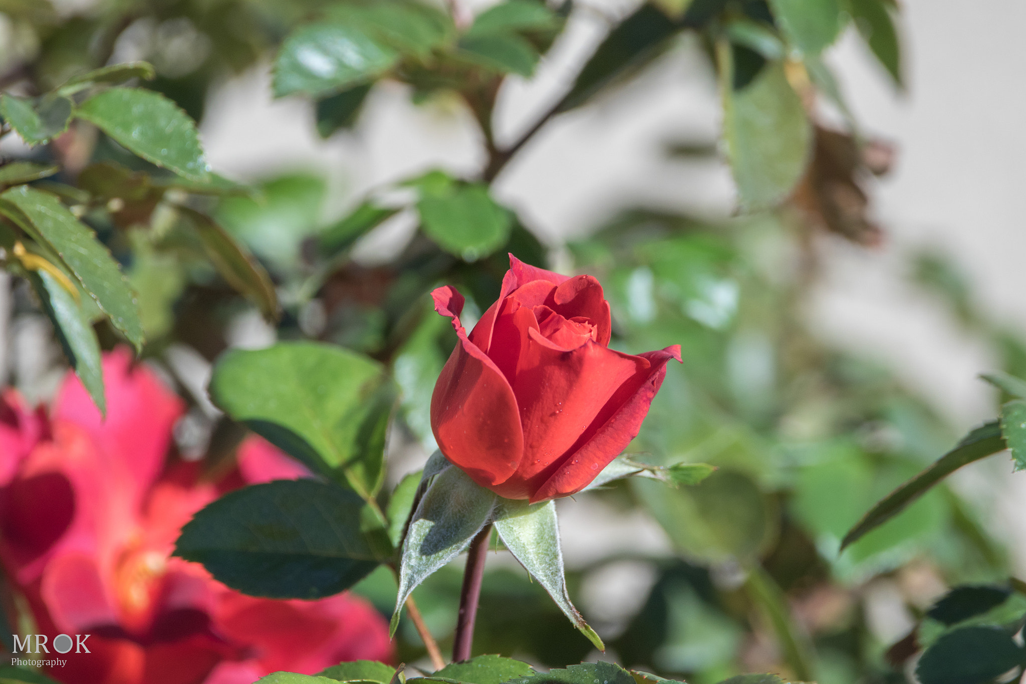 150-600mm F5-6.3 DG OS HSM | Contemporary 015 sample photo. 4u photography