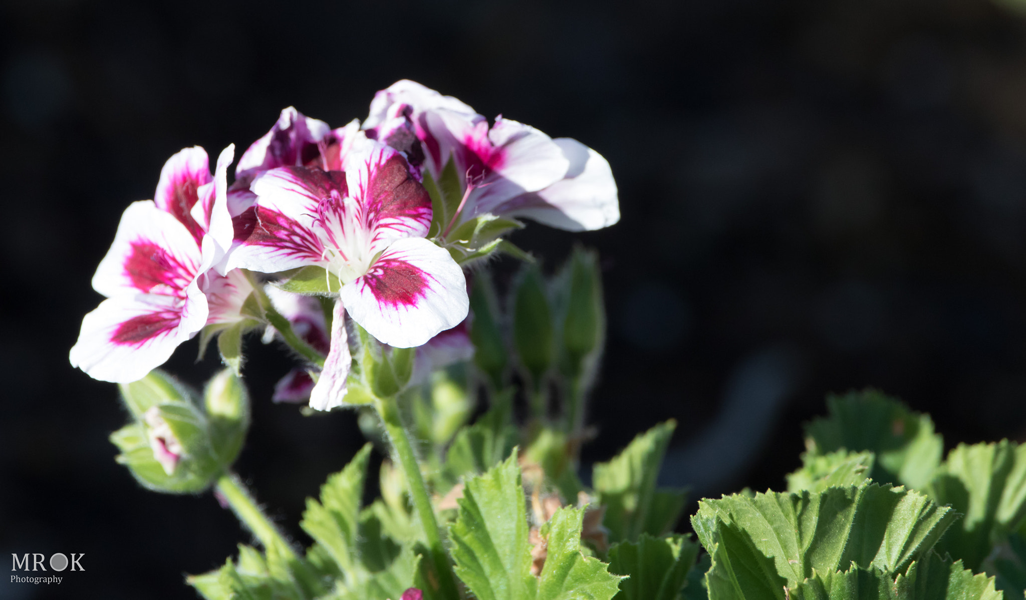 150-600mm F5-6.3 DG OS HSM | Contemporary 015 sample photo. Beauty contrast photography