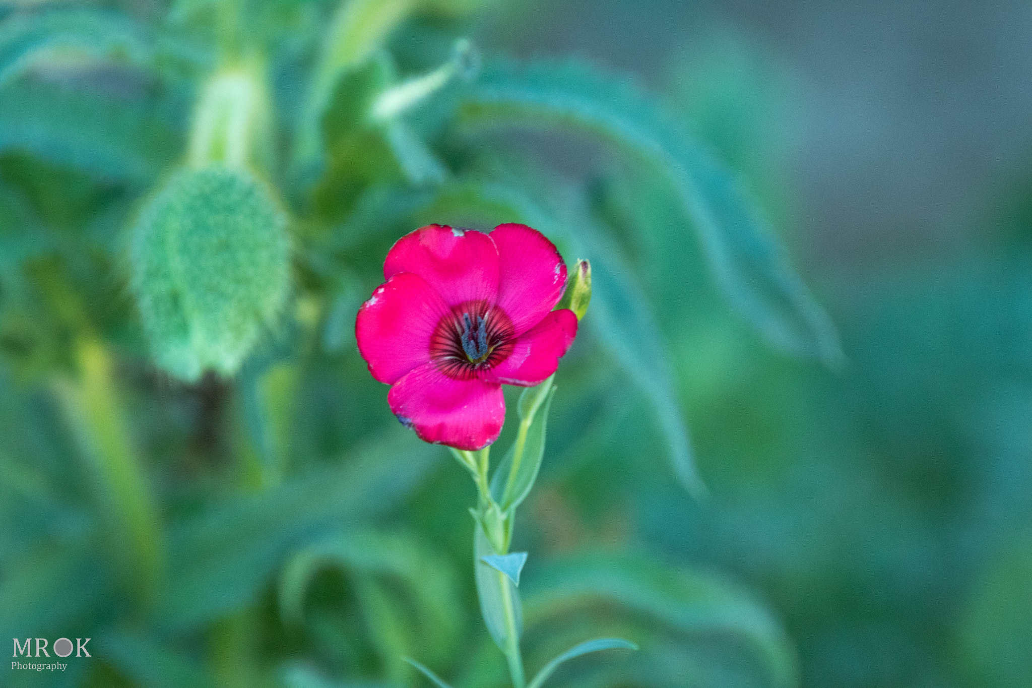 150-600mm F5-6.3 DG OS HSM | Contemporary 015 sample photo. Perspective photography