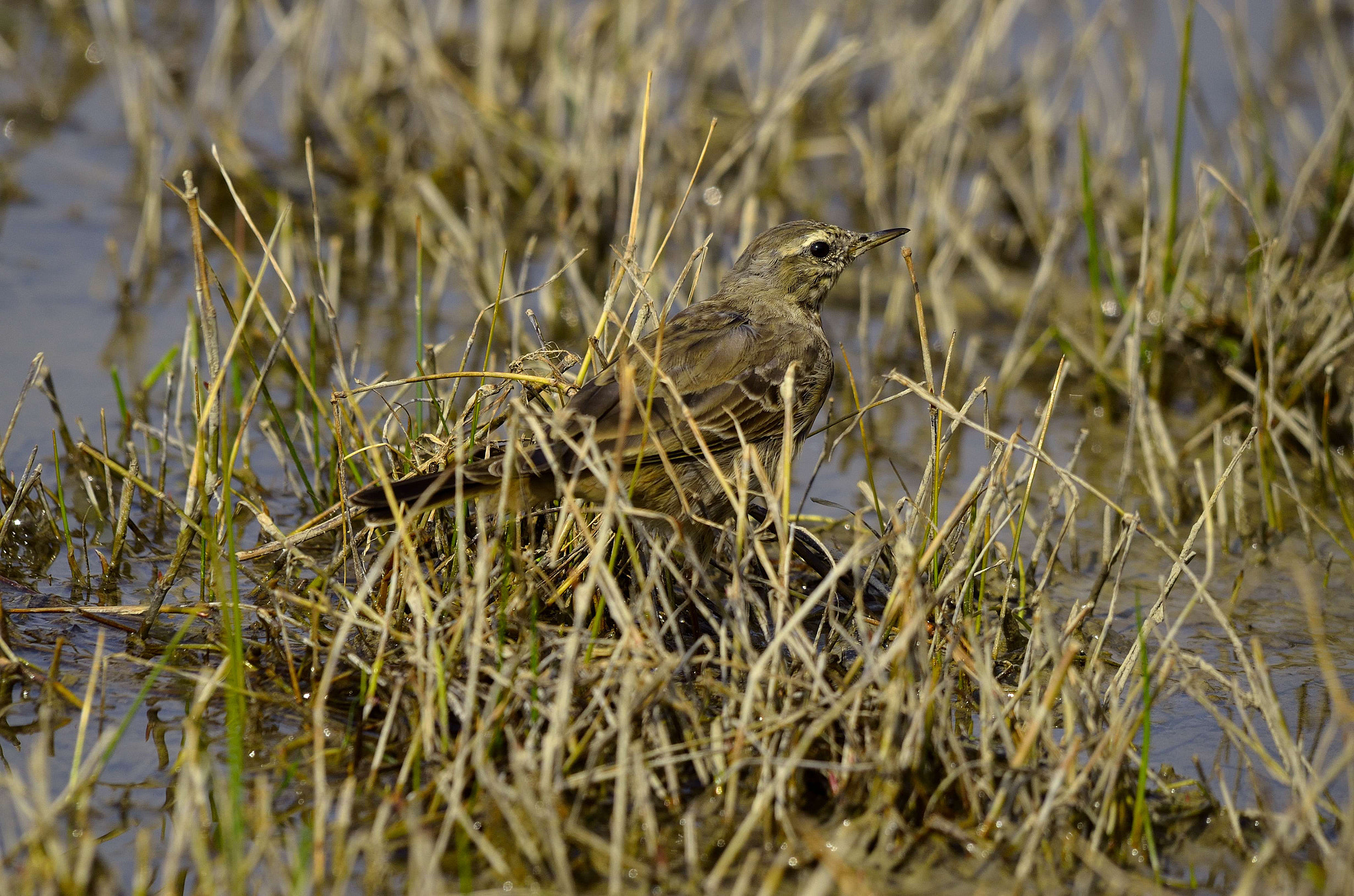 Nikon D7000 + Sigma 150-500mm F5-6.3 DG OS HSM sample photo. Mimetism photography