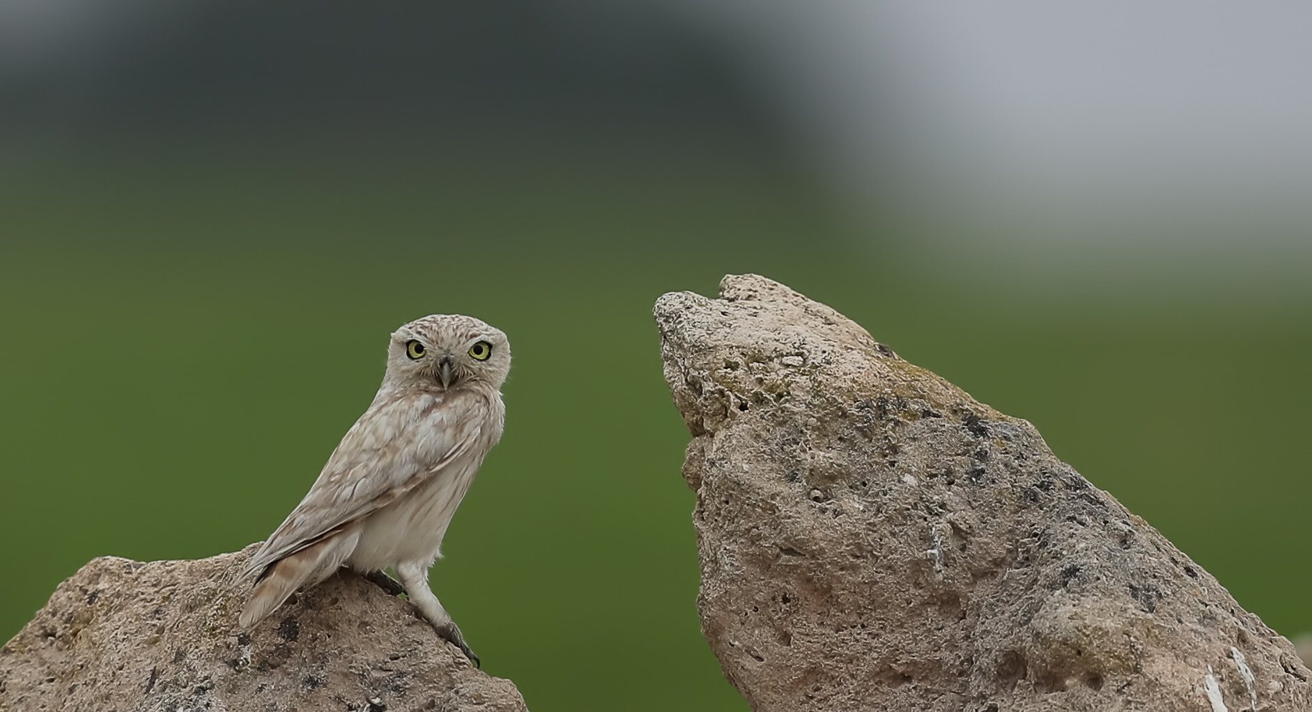Canon EF 400mm F2.8L IS II USM sample photo. Little owl photography