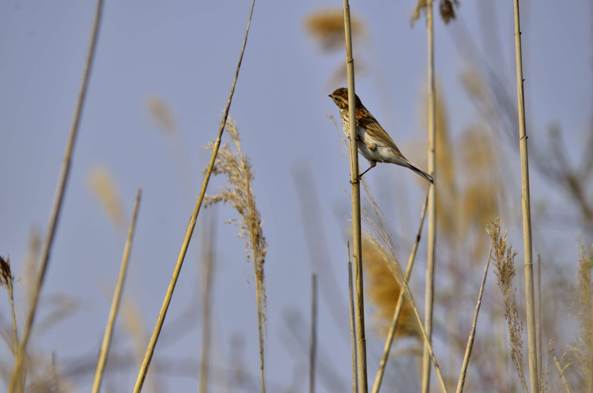 Sigma 150-500mm F5-6.3 DG OS HSM sample photo. Aequilibrium photography
