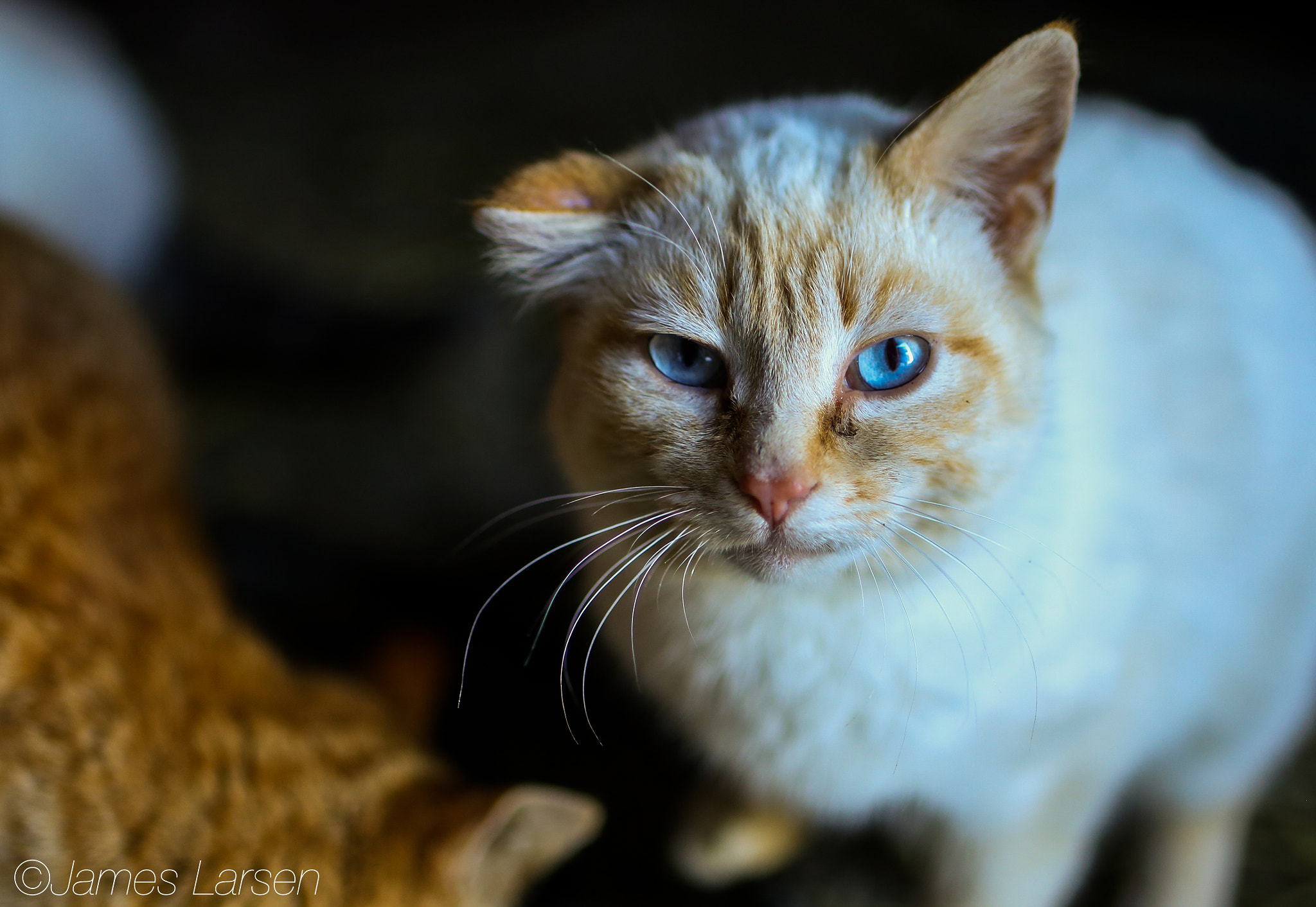 Tamron SP 45mm F1.8 Di VC USD sample photo. White tabby cat with blue eyes photography