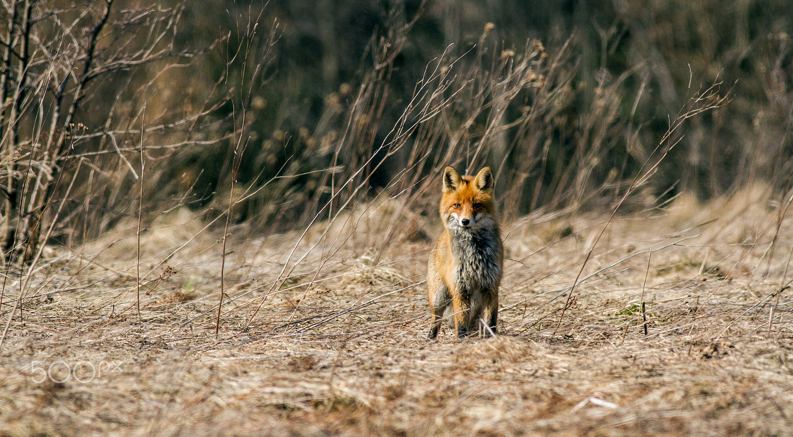 Canon EOS 7D + Canon EF 400mm F5.6L USM sample photo. Spring fox in the natural habitat photography