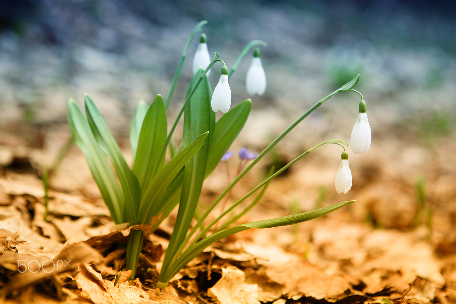 Canon EOS 5D + Canon EF 24-70mm F2.8L USM sample photo. Snowdrop (galanthus nivalis) photography