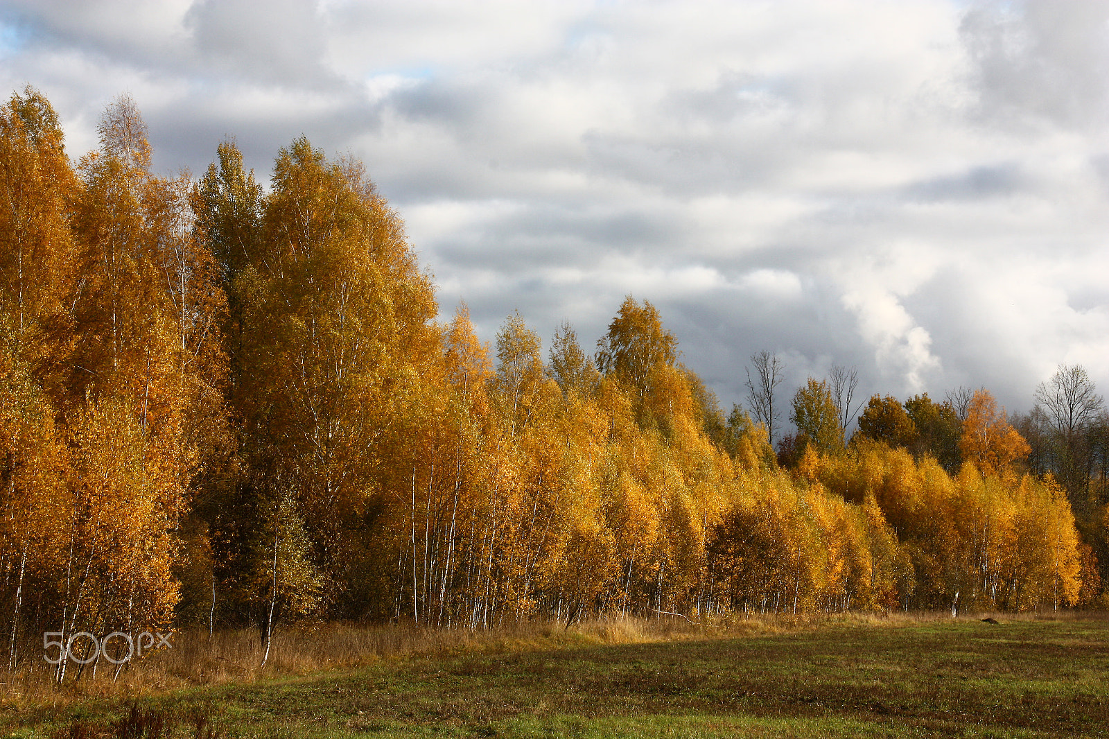 Canon EOS 450D (EOS Rebel XSi / EOS Kiss X2) sample photo. Deciduous wood in the autumn. photography