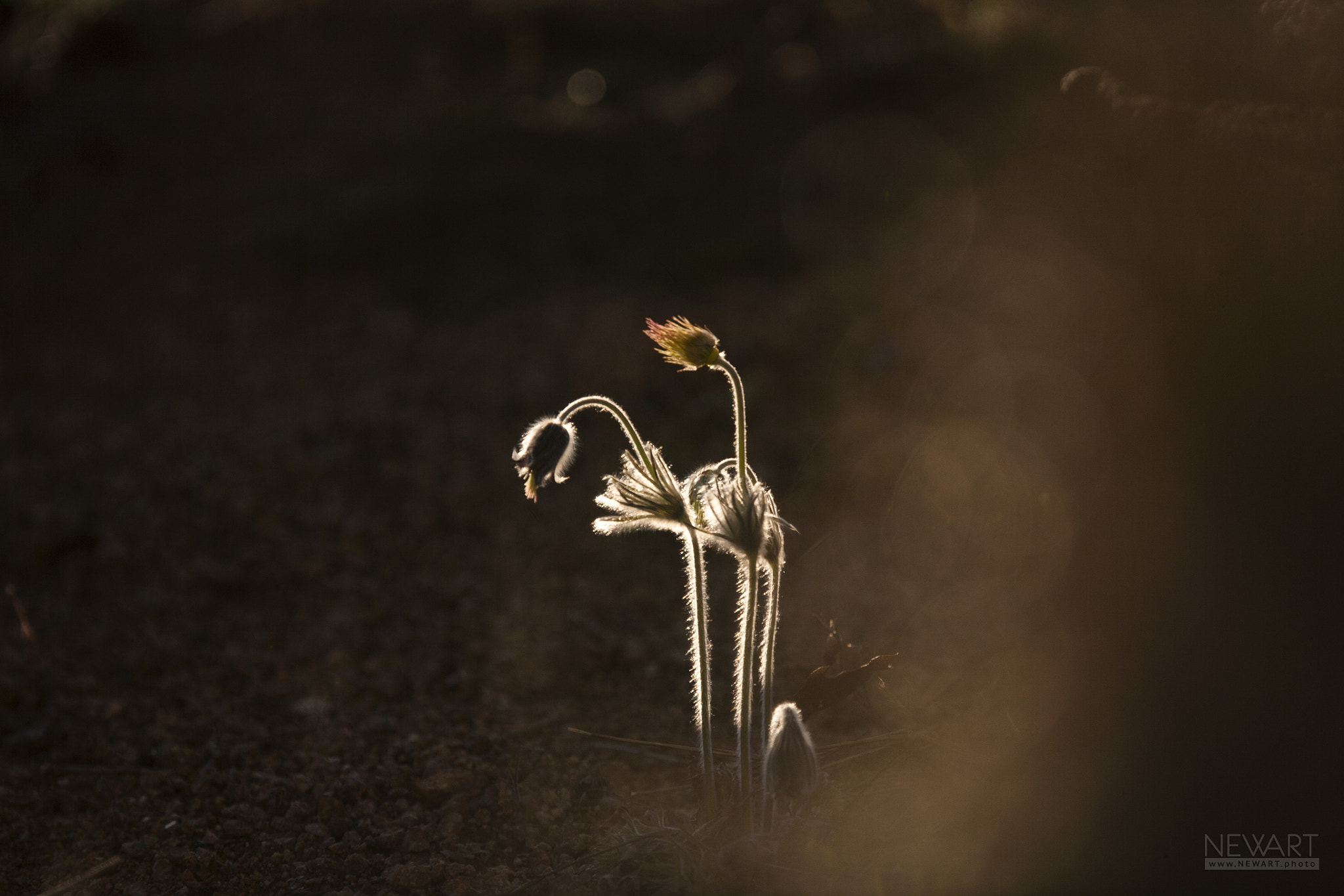 Canon EOS 5D + Canon EF 400mm F4.0 DO IS USM sample photo. 1871 photography