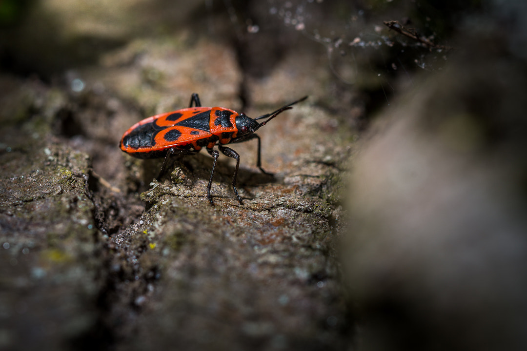 Nikon D800 sample photo. La balade du gendarme photography
