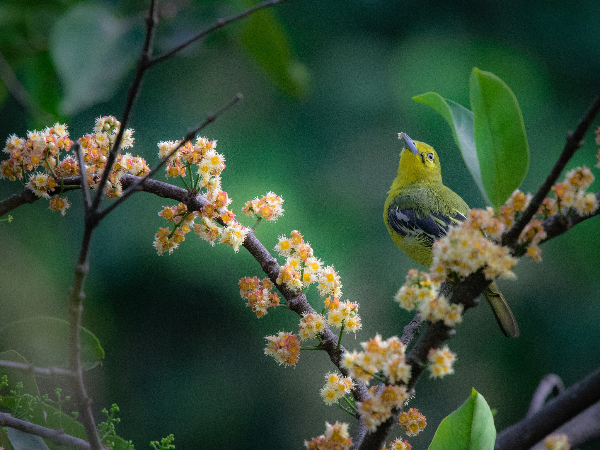 Nikon Nikkor AF-S 300mm F4E PF ED VR sample photo. Finally, got a few shots photography