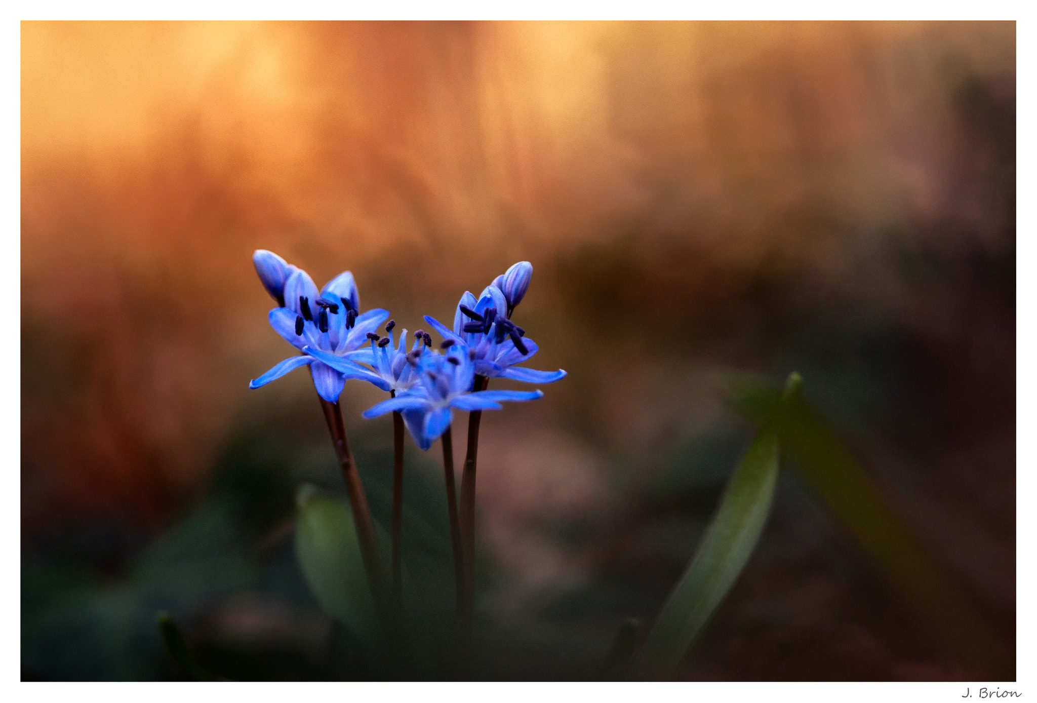 Nikon D90 + Nikon AF-S Nikkor 300mm F4D ED-IF sample photo. La magie des fleurs ... photography