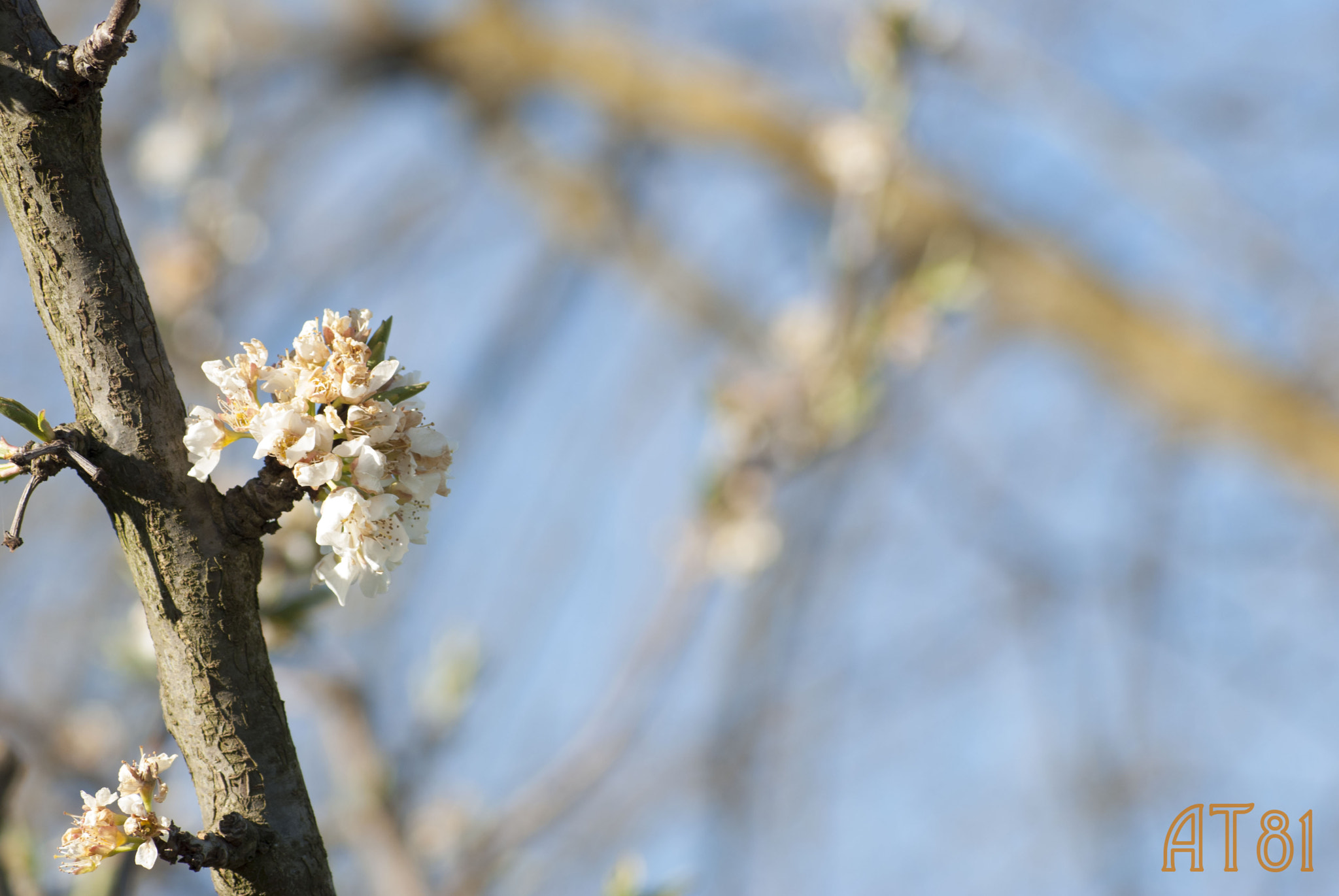 Nikon D80 sample photo. Primavera photography