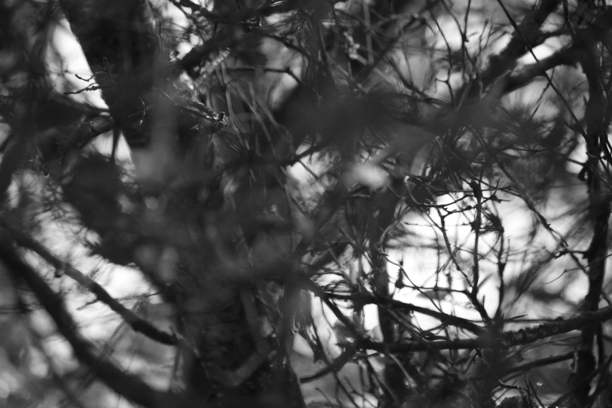 Canon EF-S 55-250mm F4-5.6 IS sample photo. Img photography